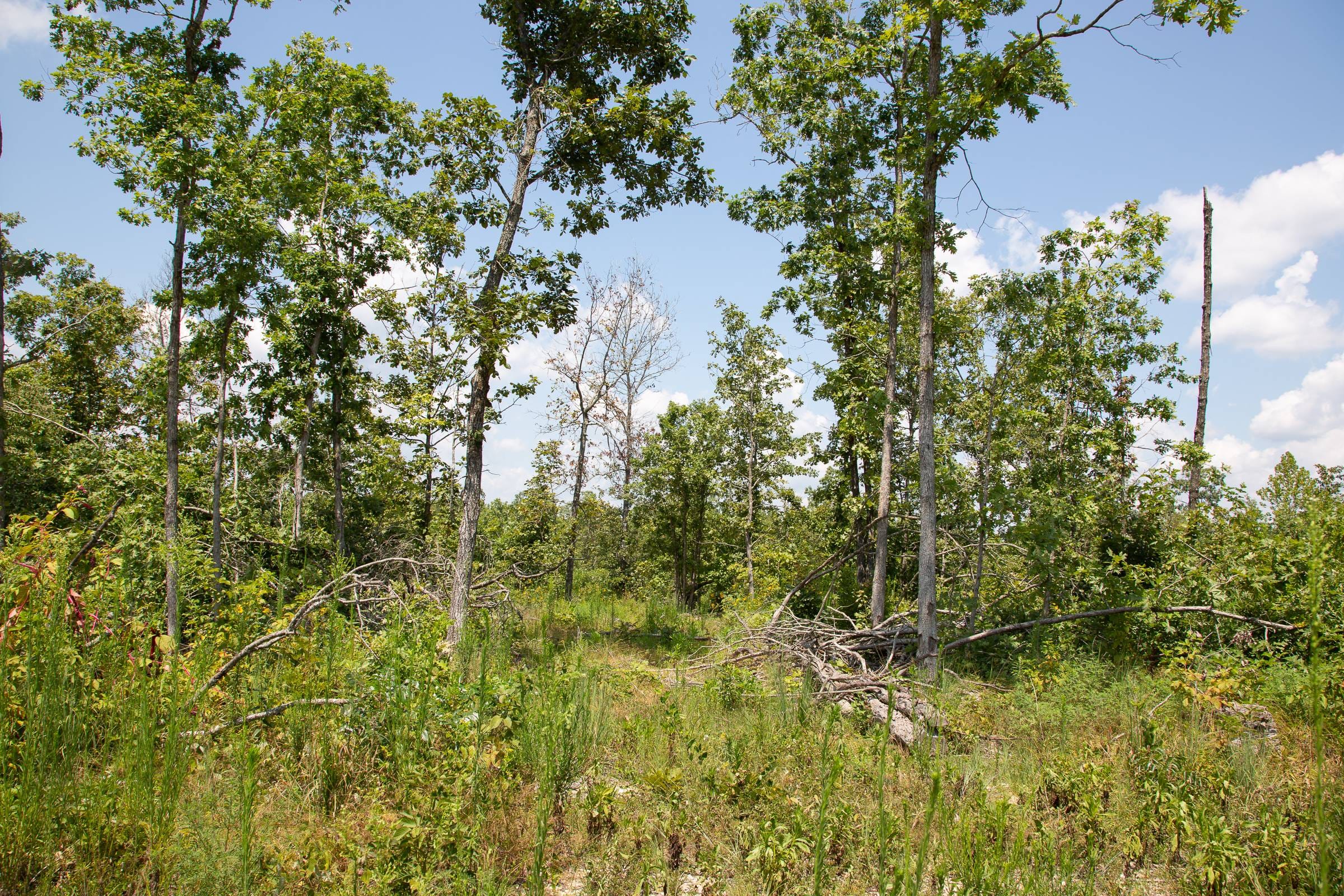 Borgmann’s Hollow Phase I Tract 12 photo 10