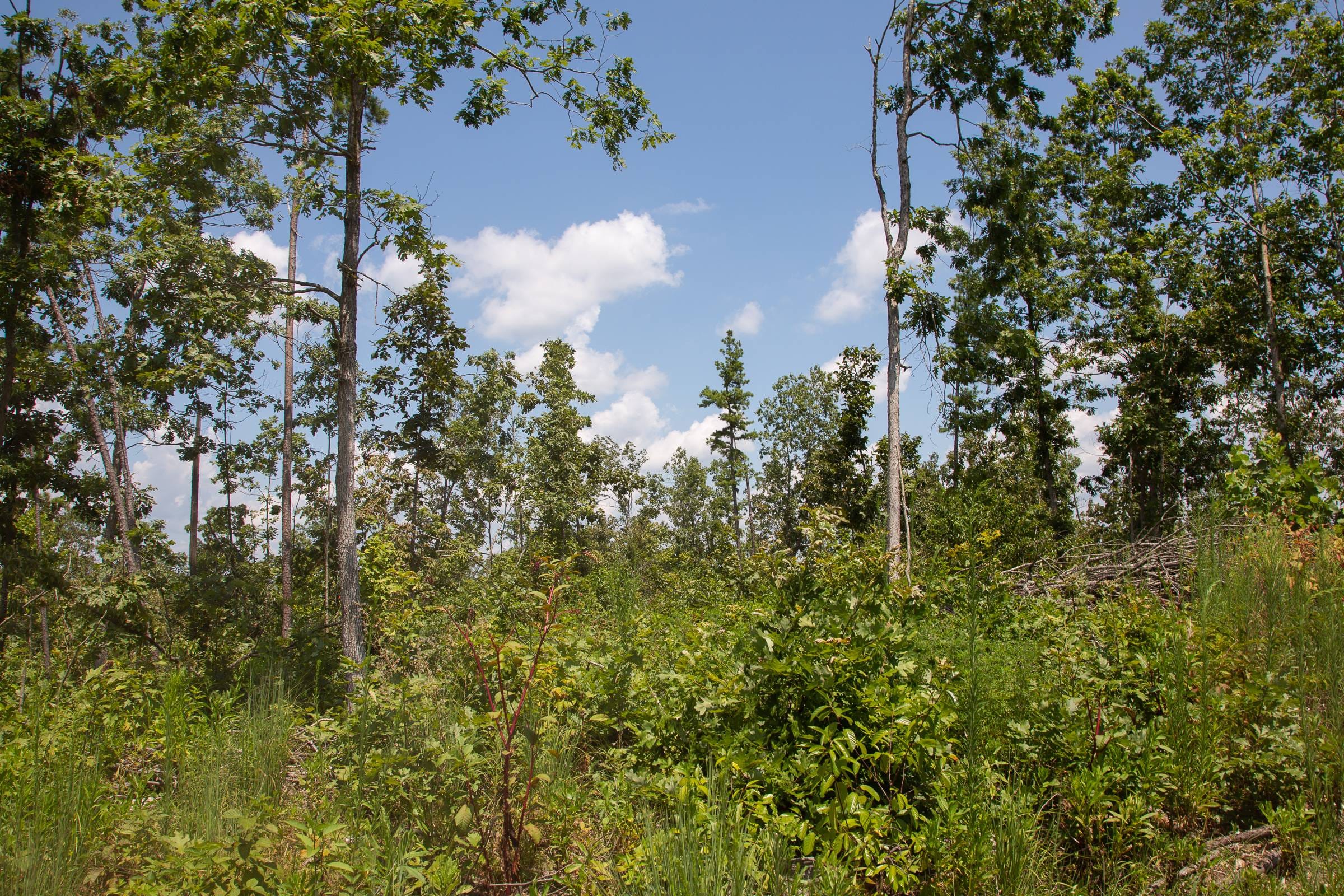 Borgmann’s Hollow Phase I Tract 12 photo 11