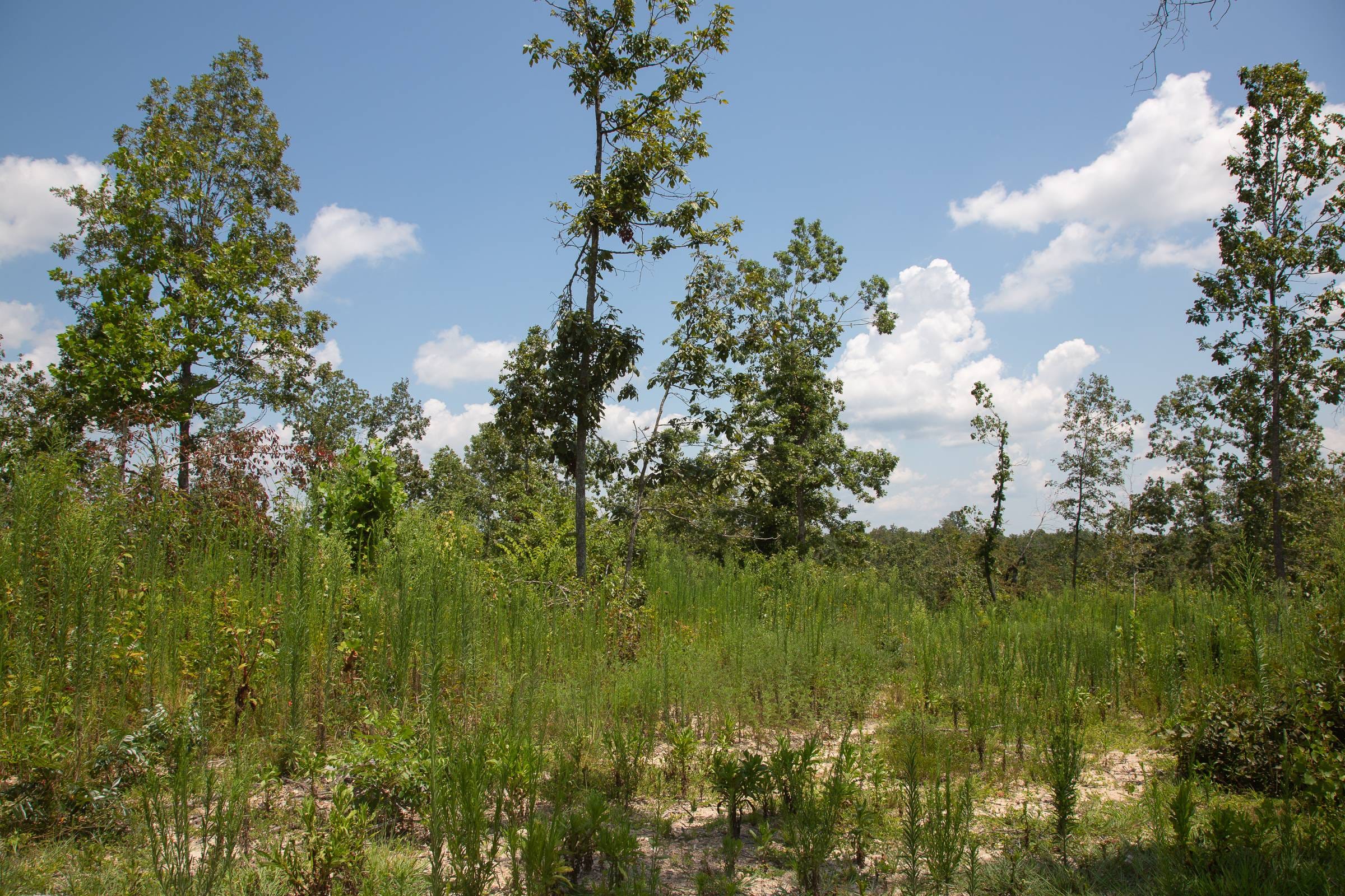 Borgmann’s Hollow Phase I Tract 12 photo 13