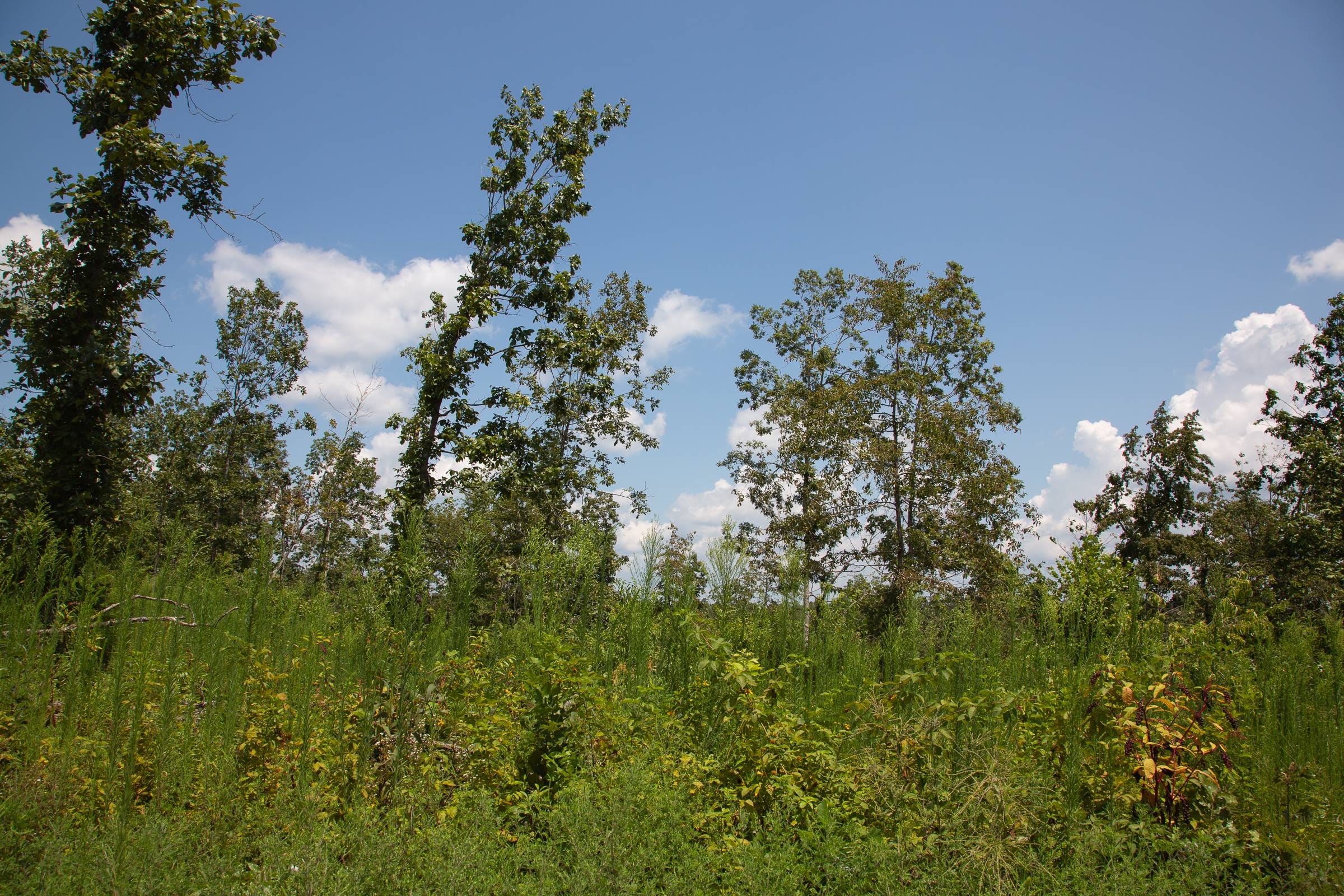 Borgmann’s Hollow Phase I Tract 12 photo 14