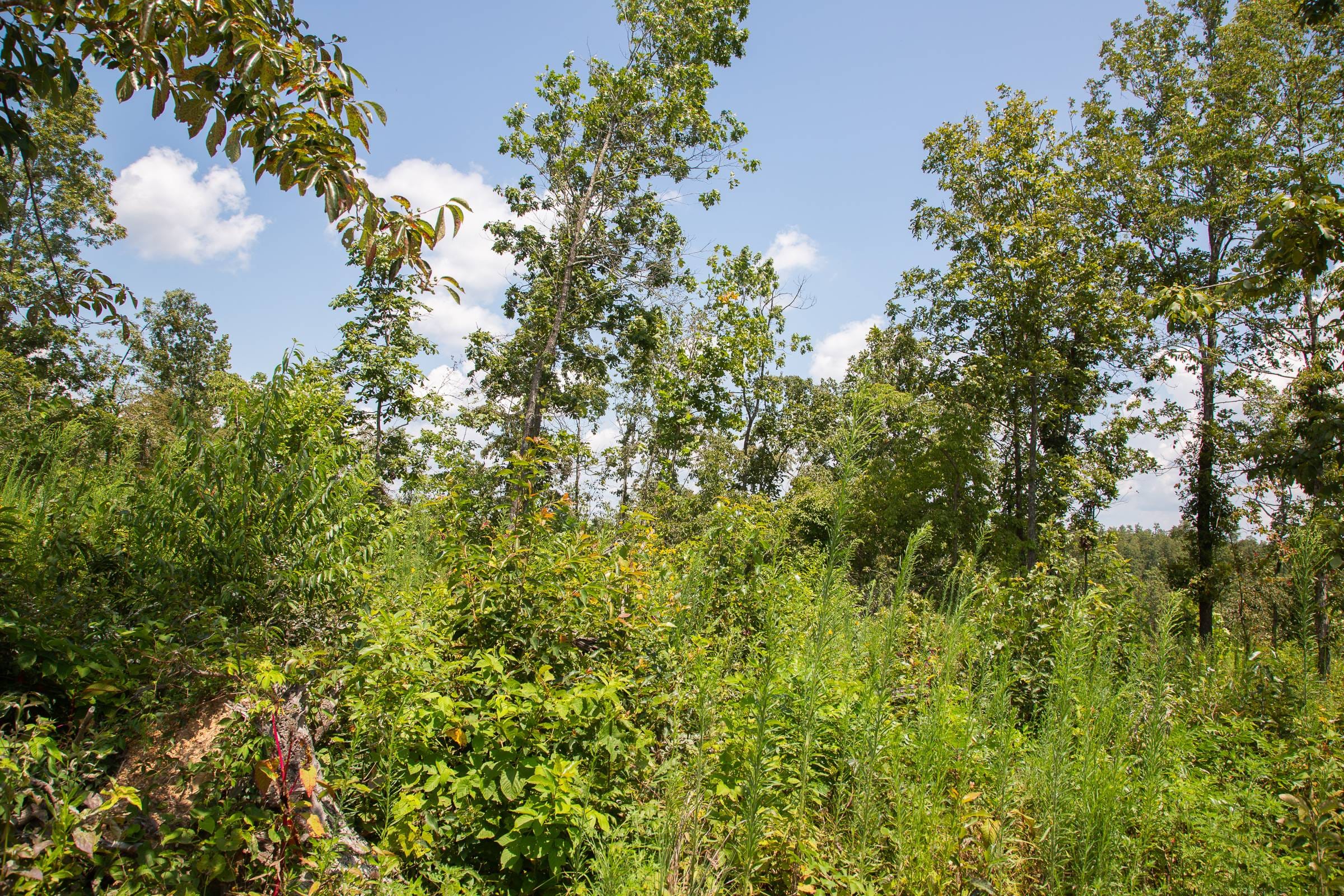Borgmann’s Hollow Phase I Tract 12 photo 15