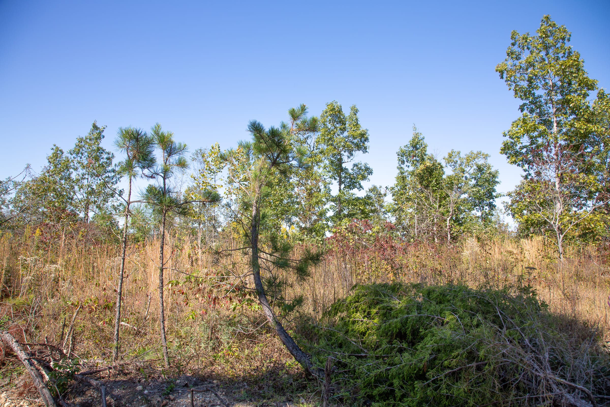 Borgmann’s Hollow Phase IV Tract 103 photo 3