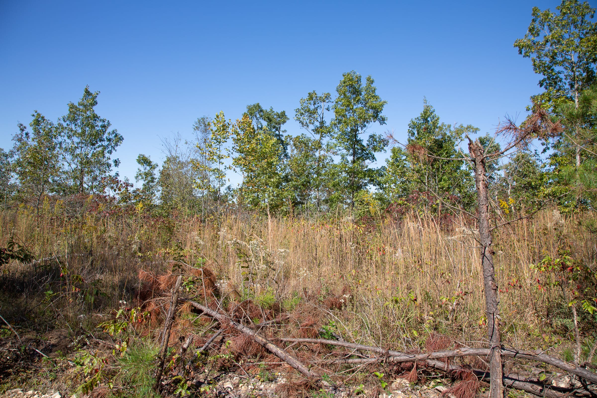 Borgmann’s Hollow Phase IV Tract 103 photo 4