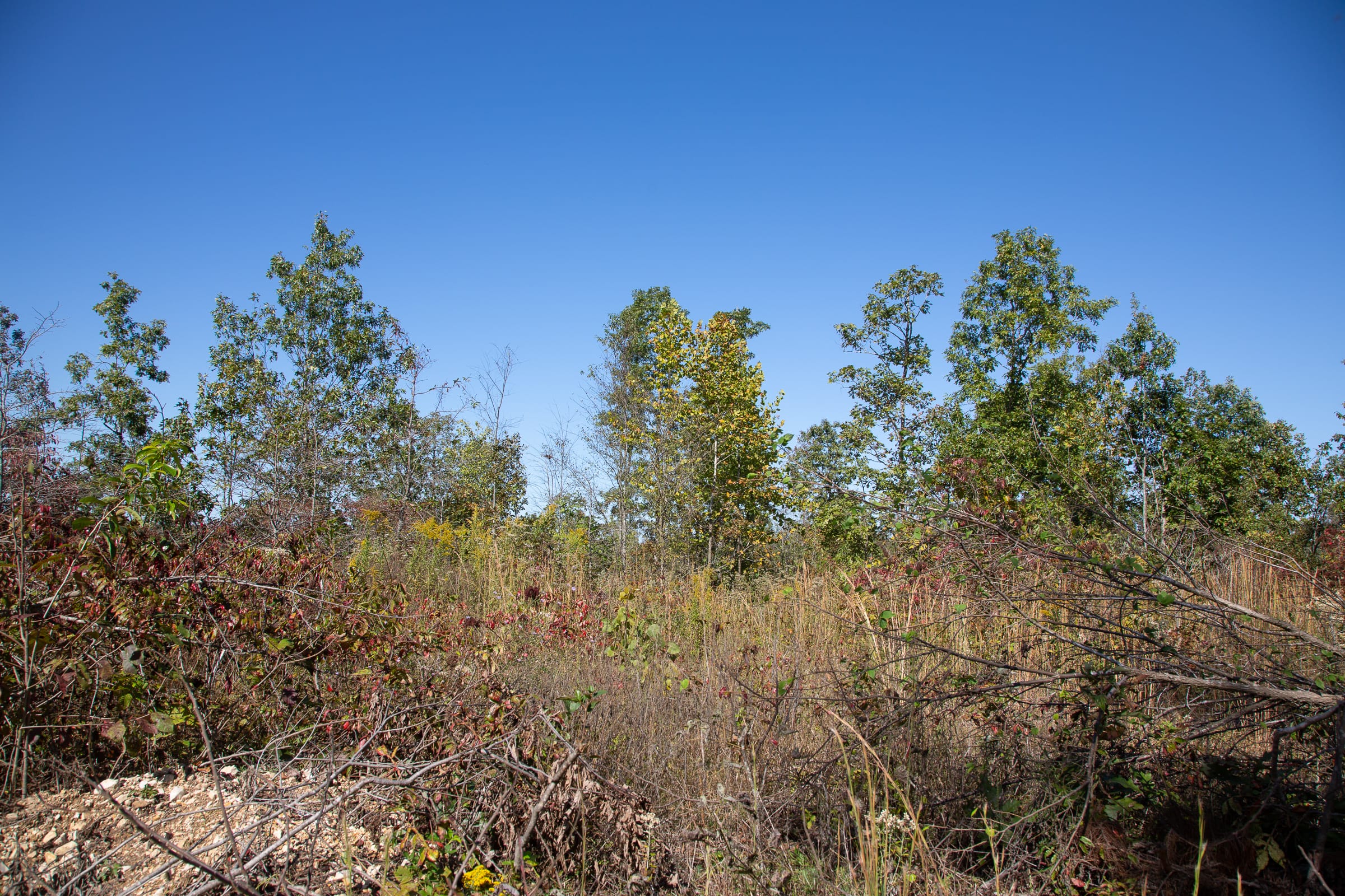 Borgmann’s Hollow Phase IV Tract 103 photo 5