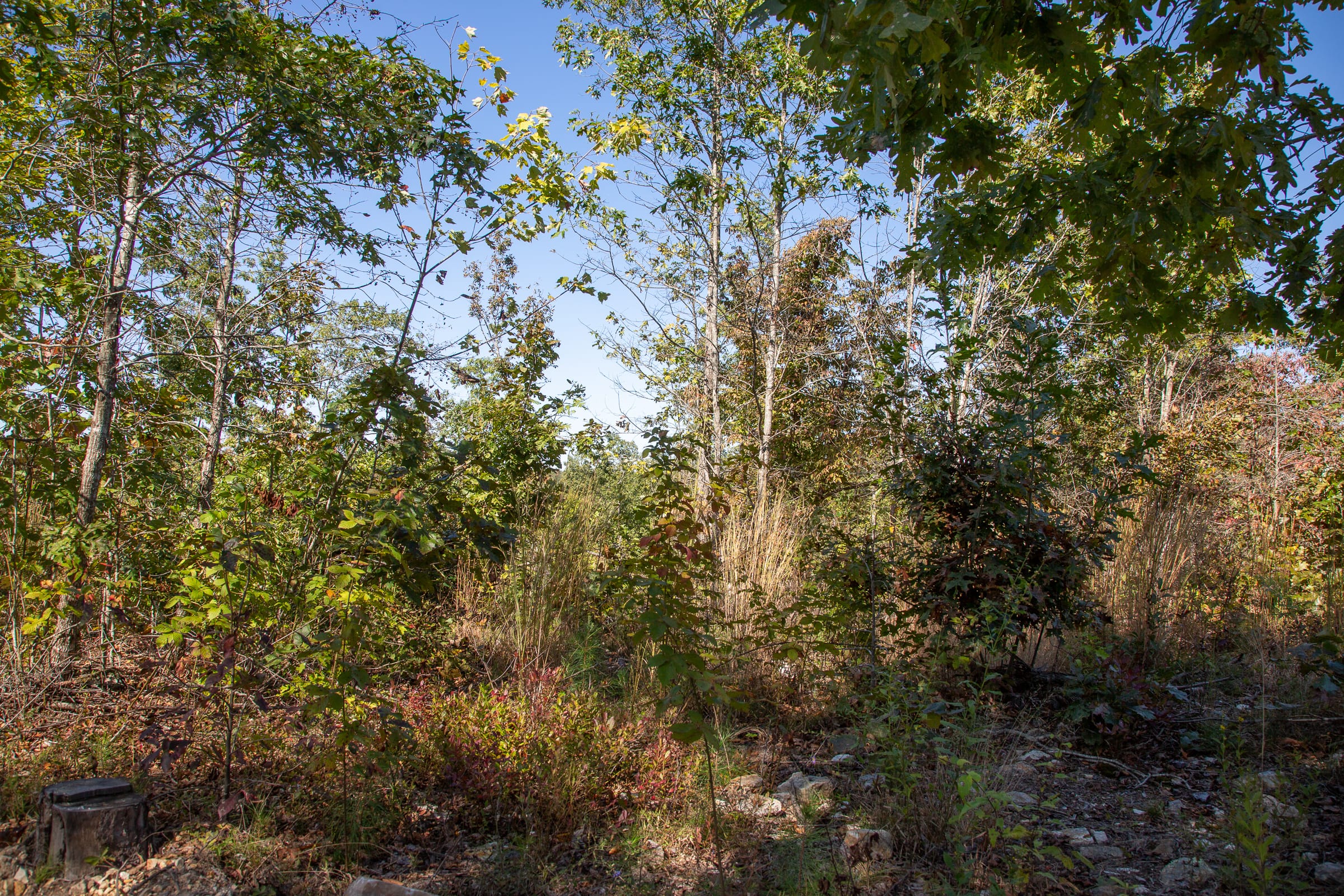 Borgmann’s Hollow Phase IV Tract 103 photo 7