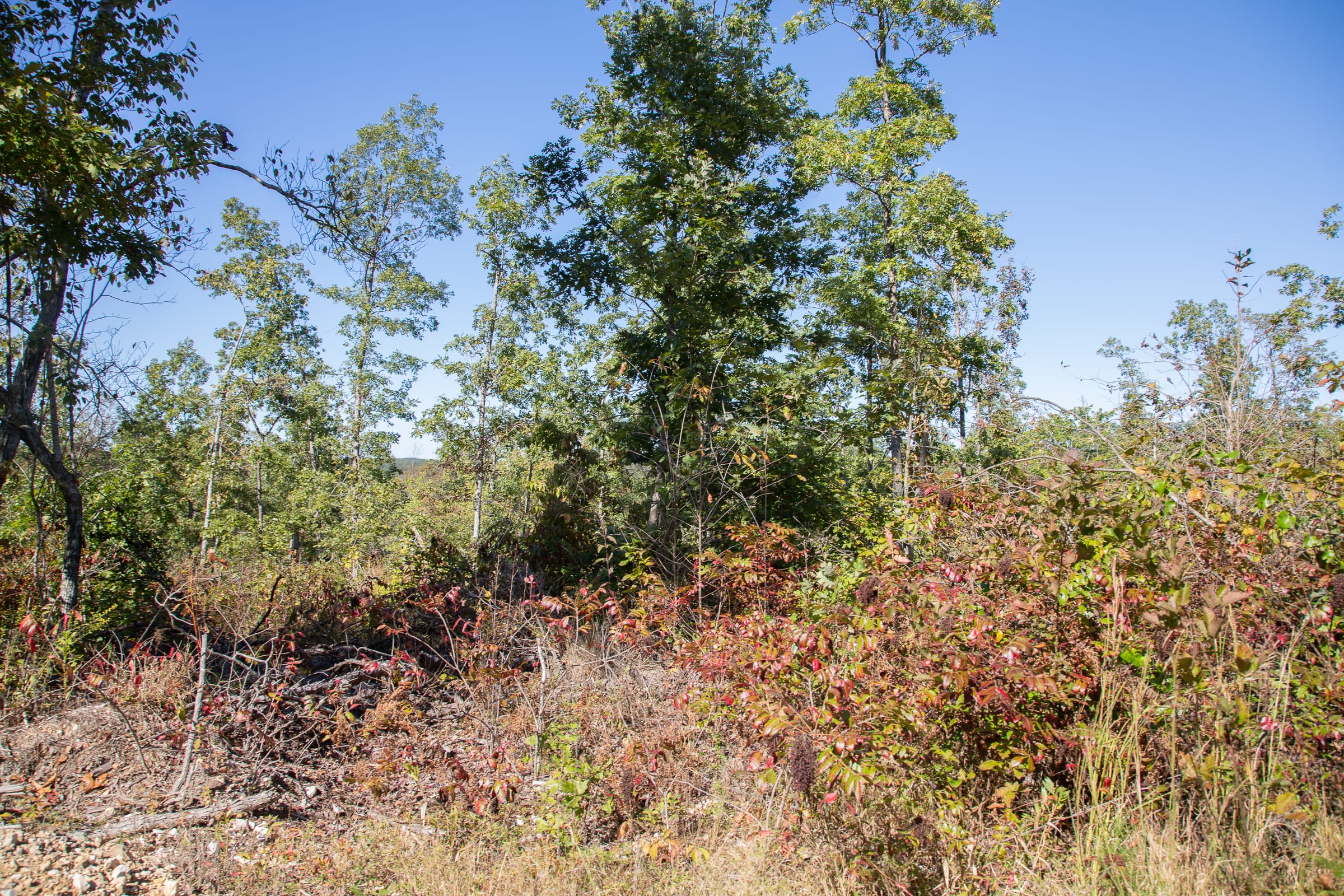 Borgmann’s Hollow Phase IV Tract 103 photo 8