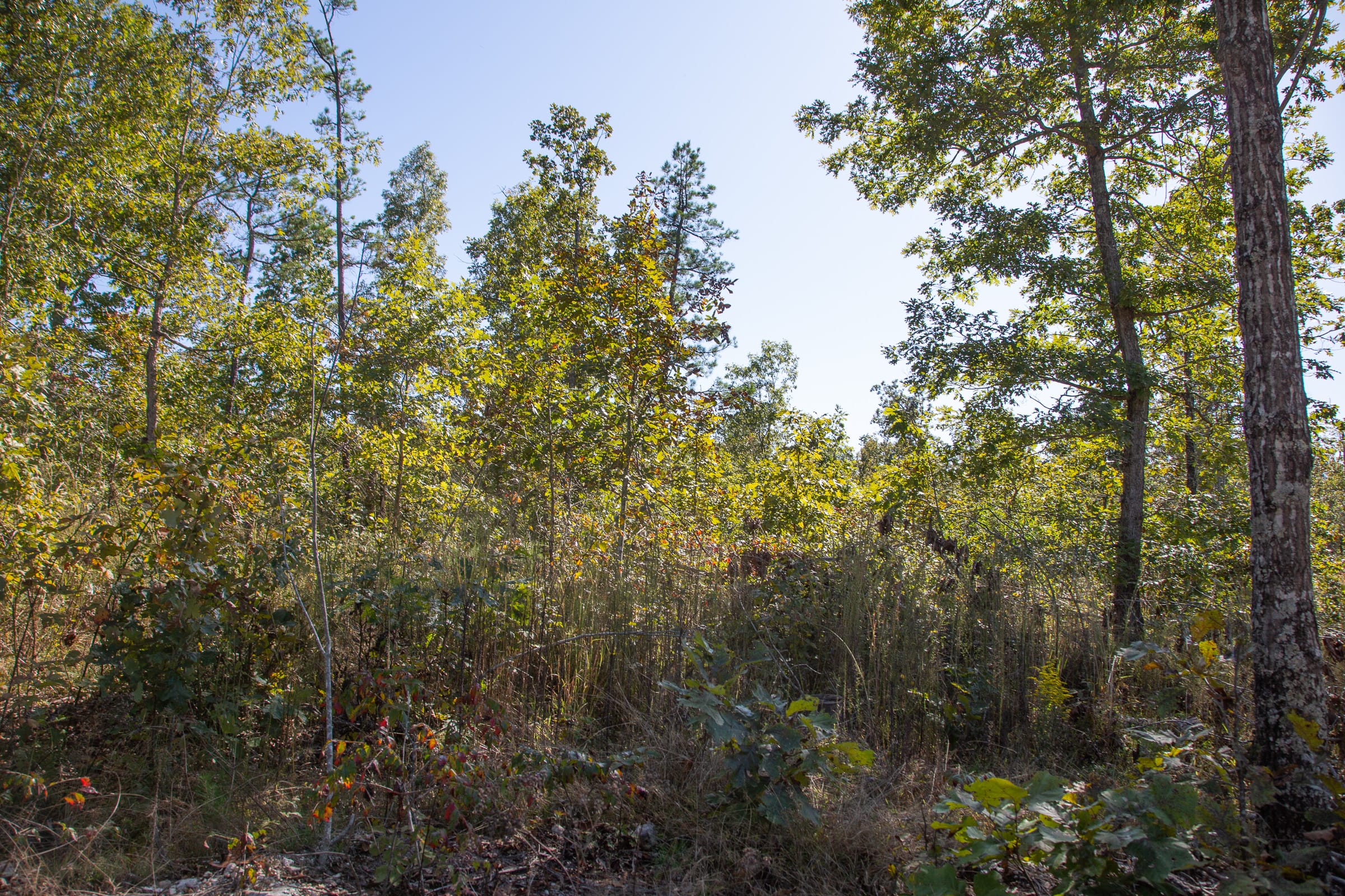Borgmann’s Hollow Phase IV Tract 103 photo 9
