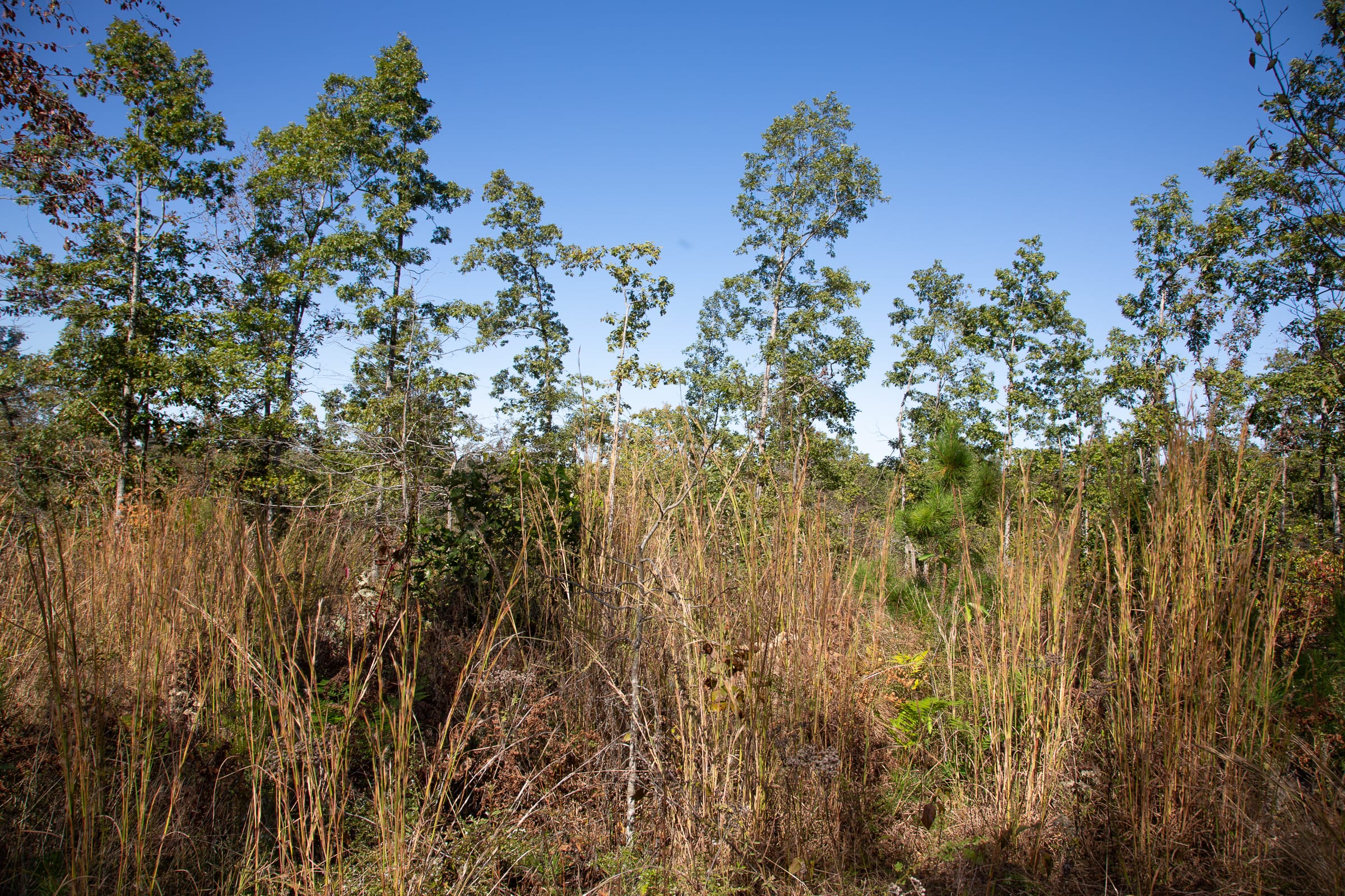 Borgmann’s Hollow Phase IV Tract 103 photo 11