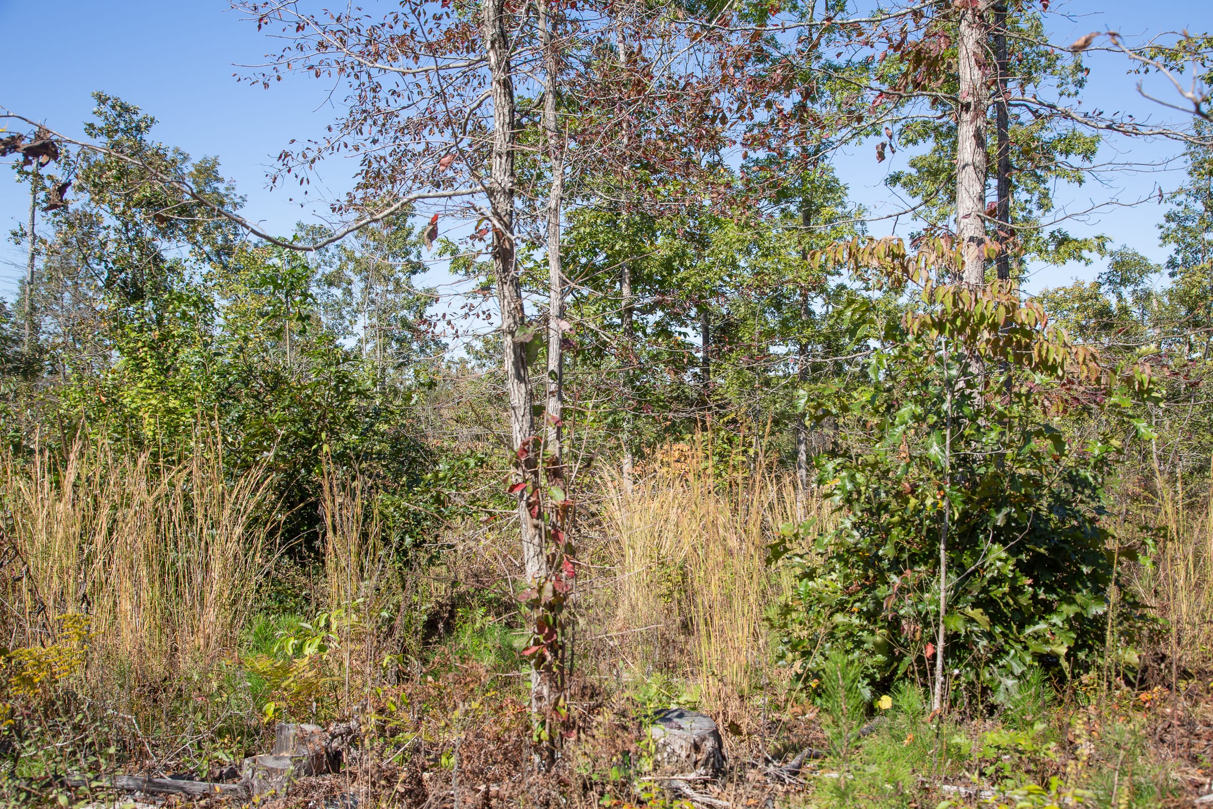 Borgmann’s Hollow Phase IV Tract 103 photo 12