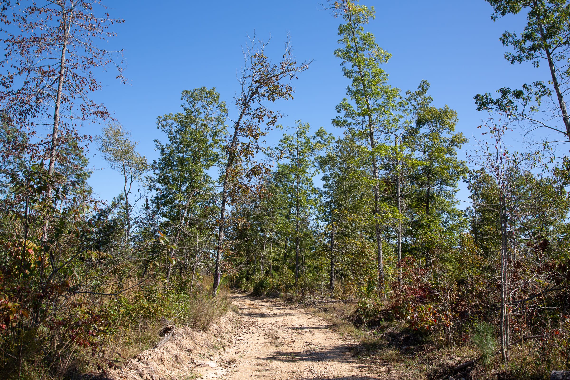 Borgmann’s Hollow Phase IV Tract 103 photo 10