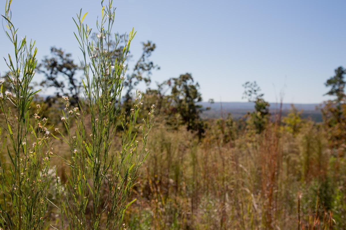 Stone Creek Phase I Tract 177 photo 7