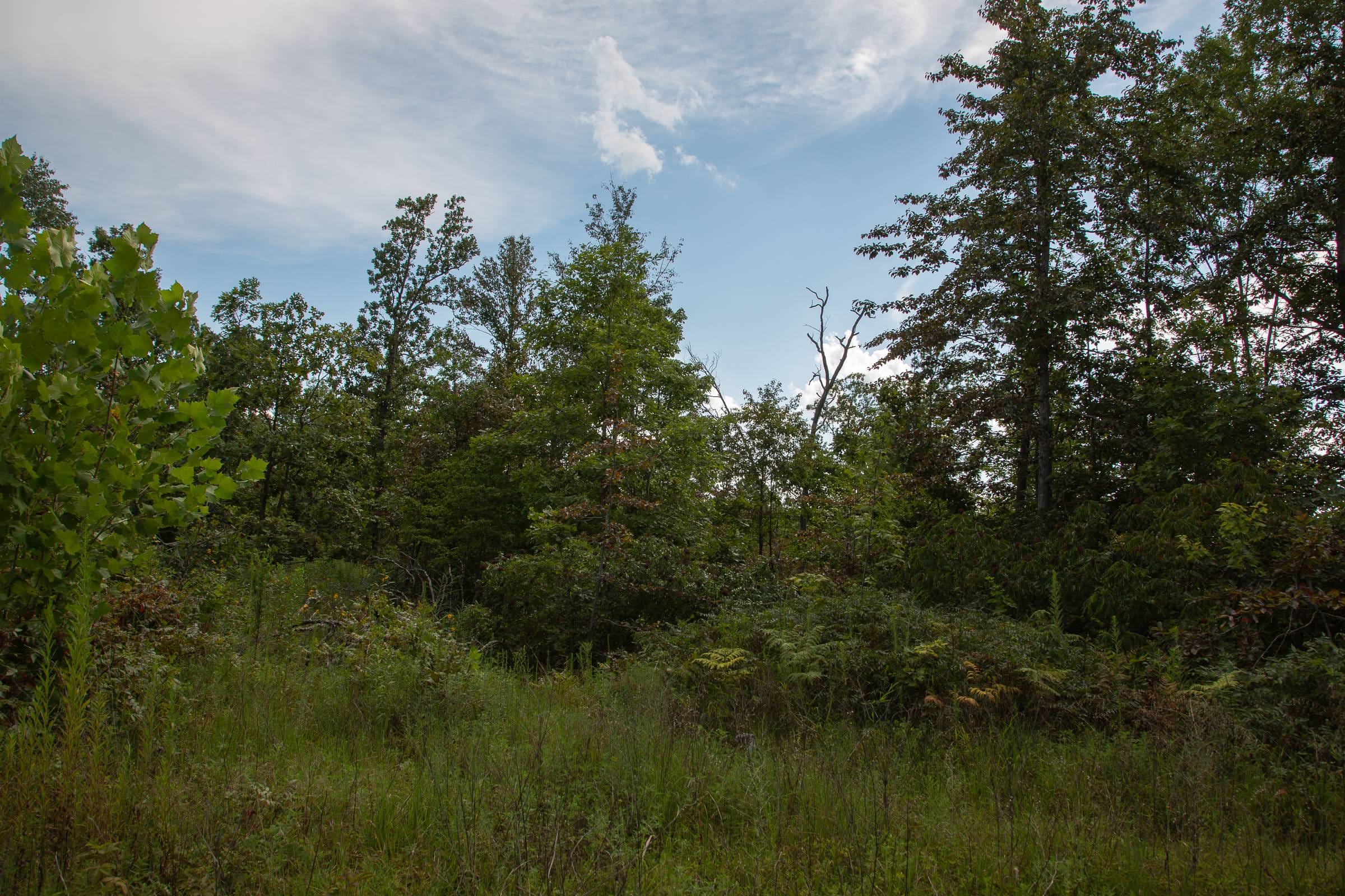 Borgmann’s Hollow Phase I Tract 23 photo 3