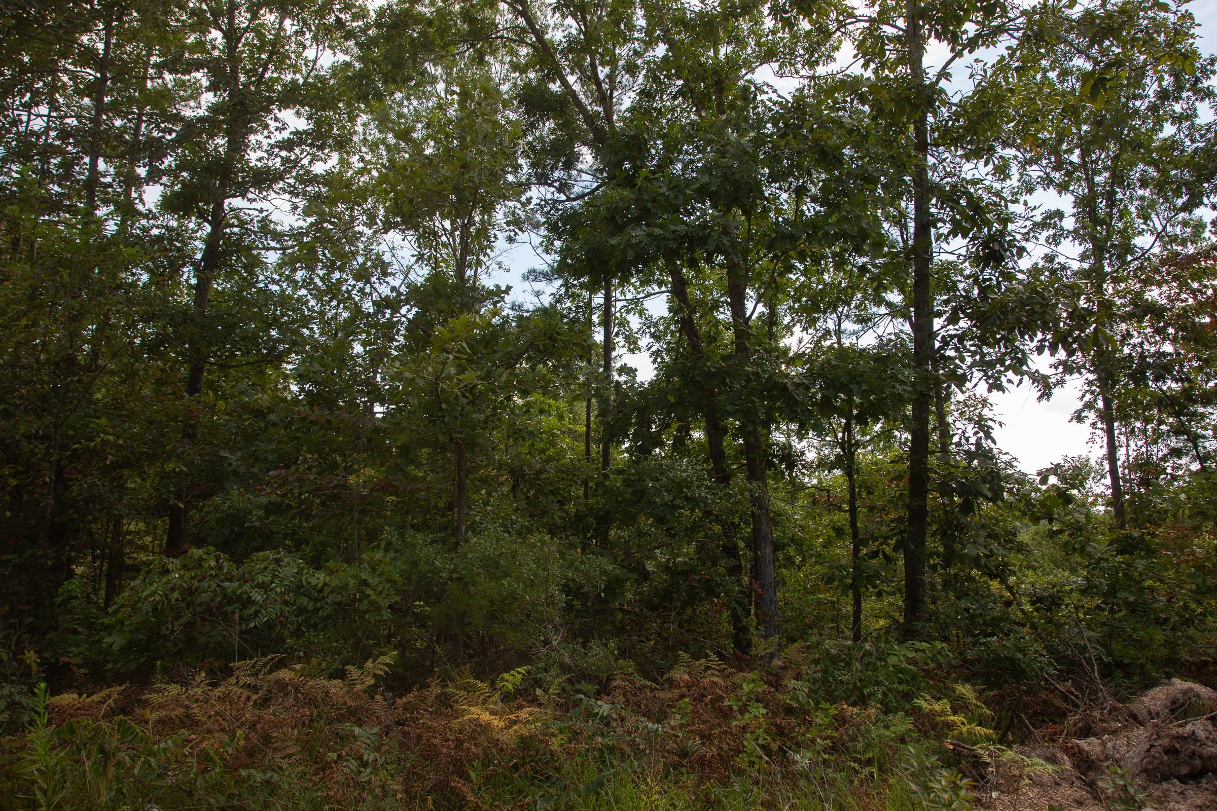 Borgmann’s Hollow Phase I Tract 23 photo 4