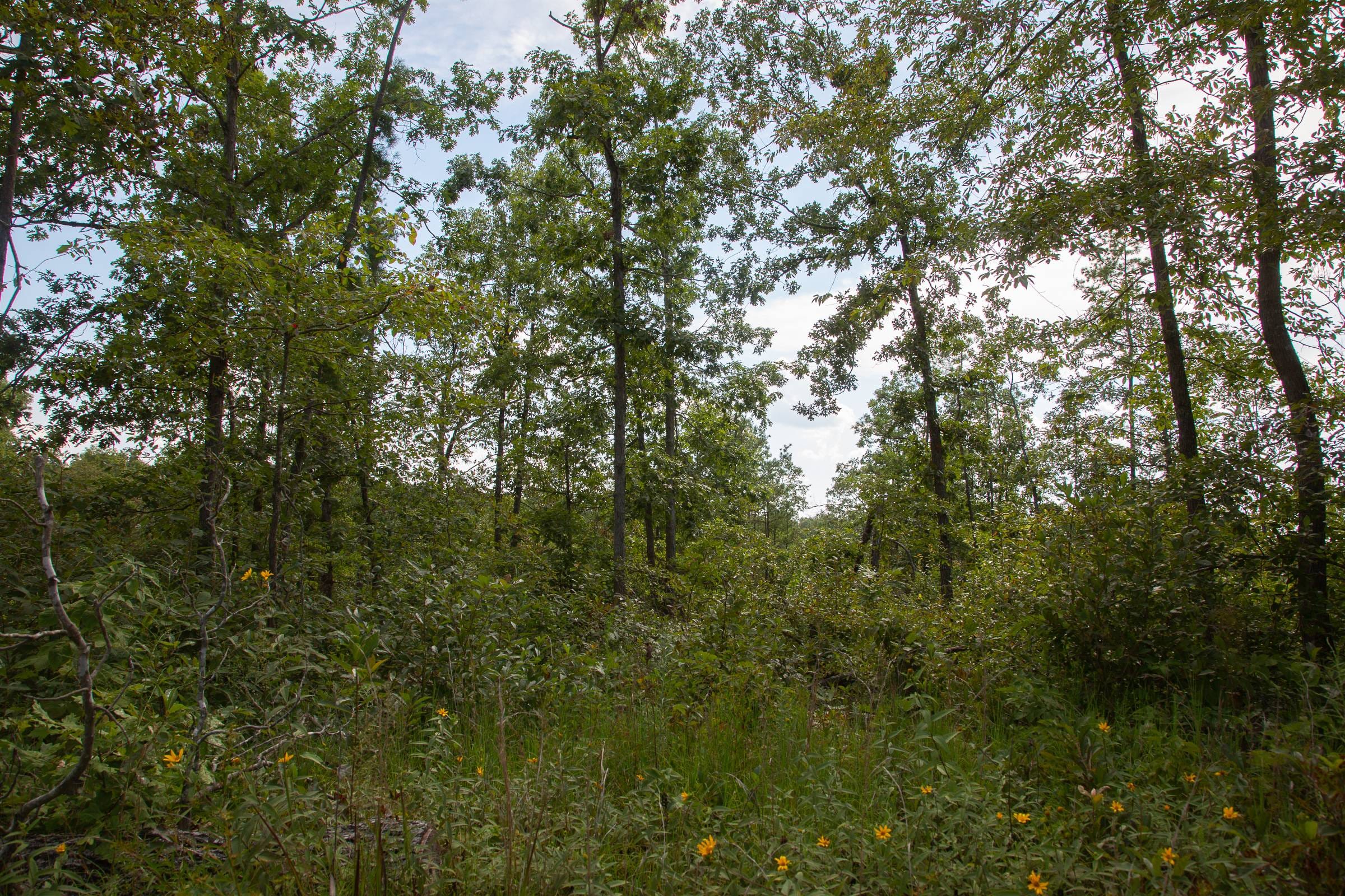 Borgmann’s Hollow Phase I Tract 23 photo 5
