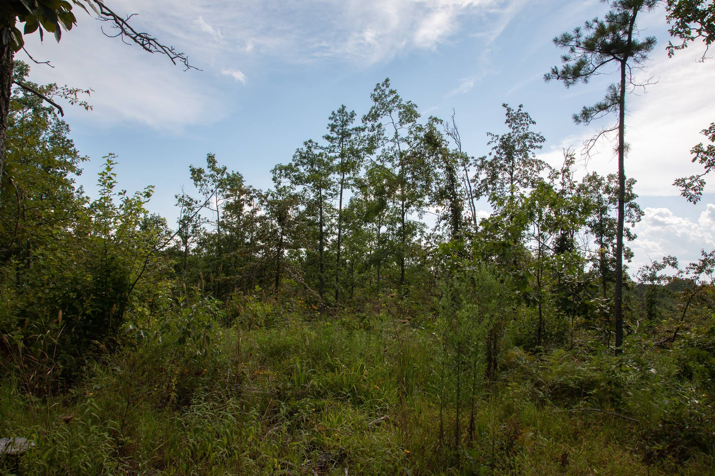 Borgmann’s Hollow Phase I Tract 23 photo 6