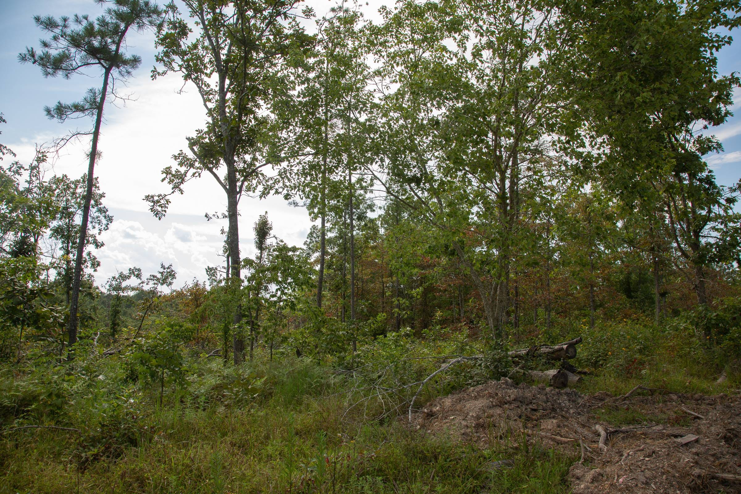 Borgmann’s Hollow Phase I Tract 23 photo 7