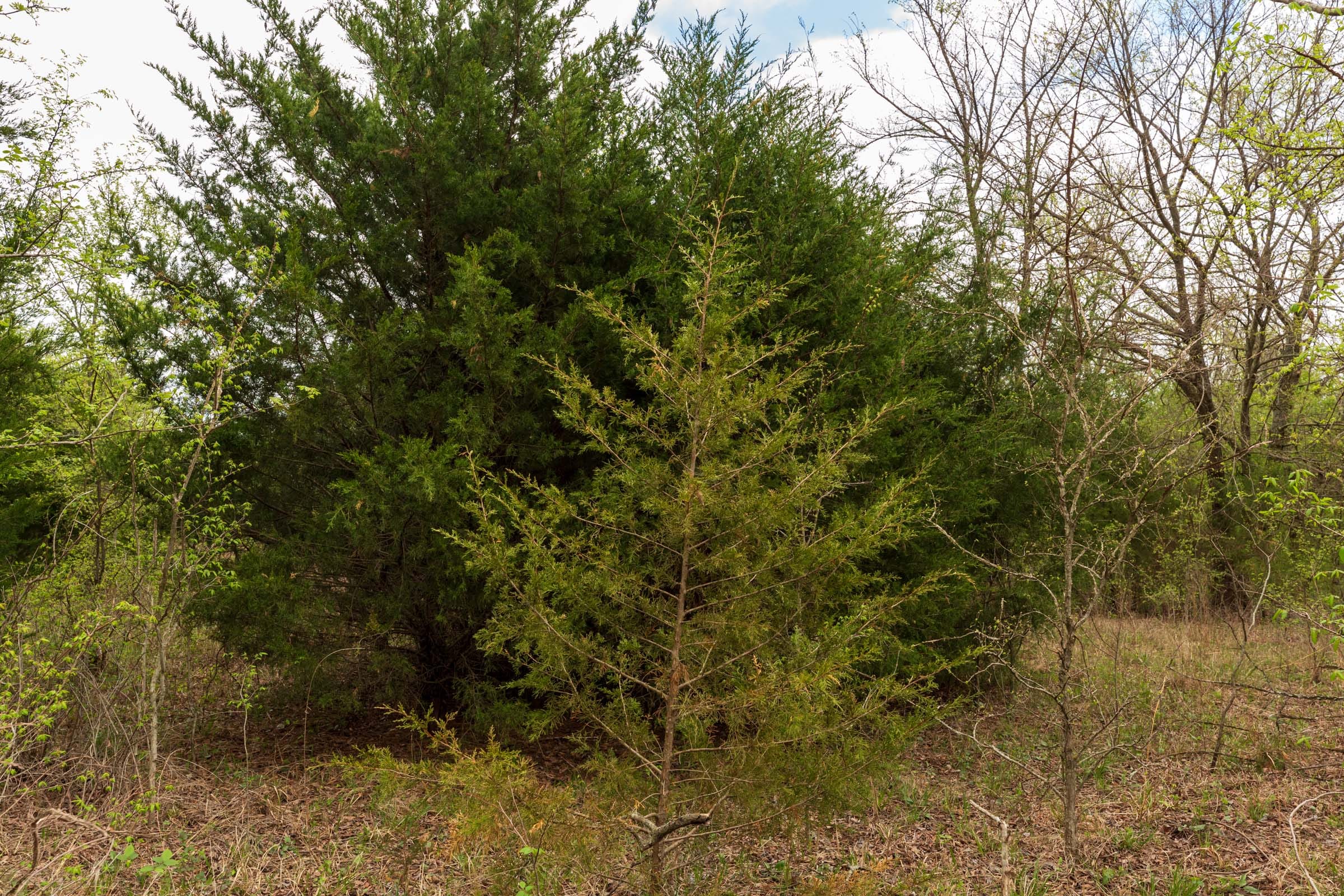 Moonrise Meadows Tract 12 photo 6