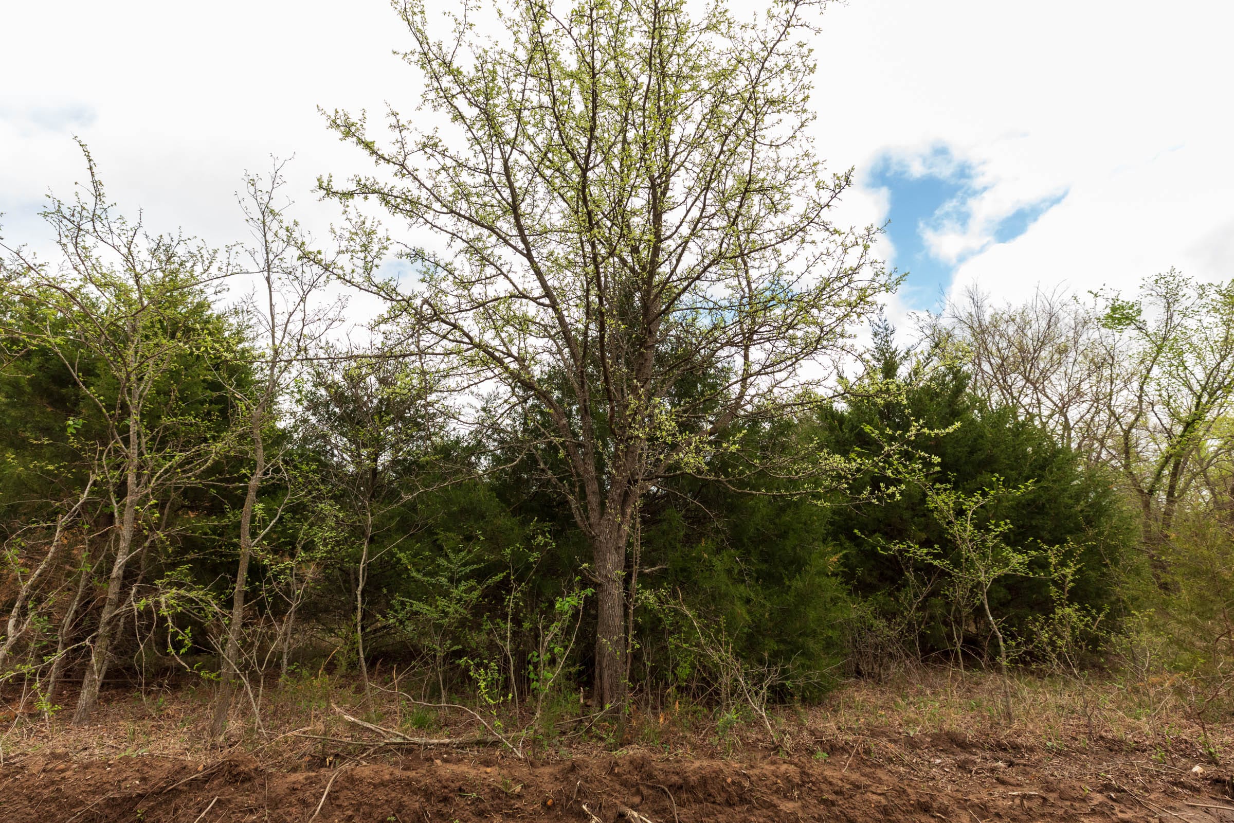 Moonrise Meadows Tract 12 photo 5