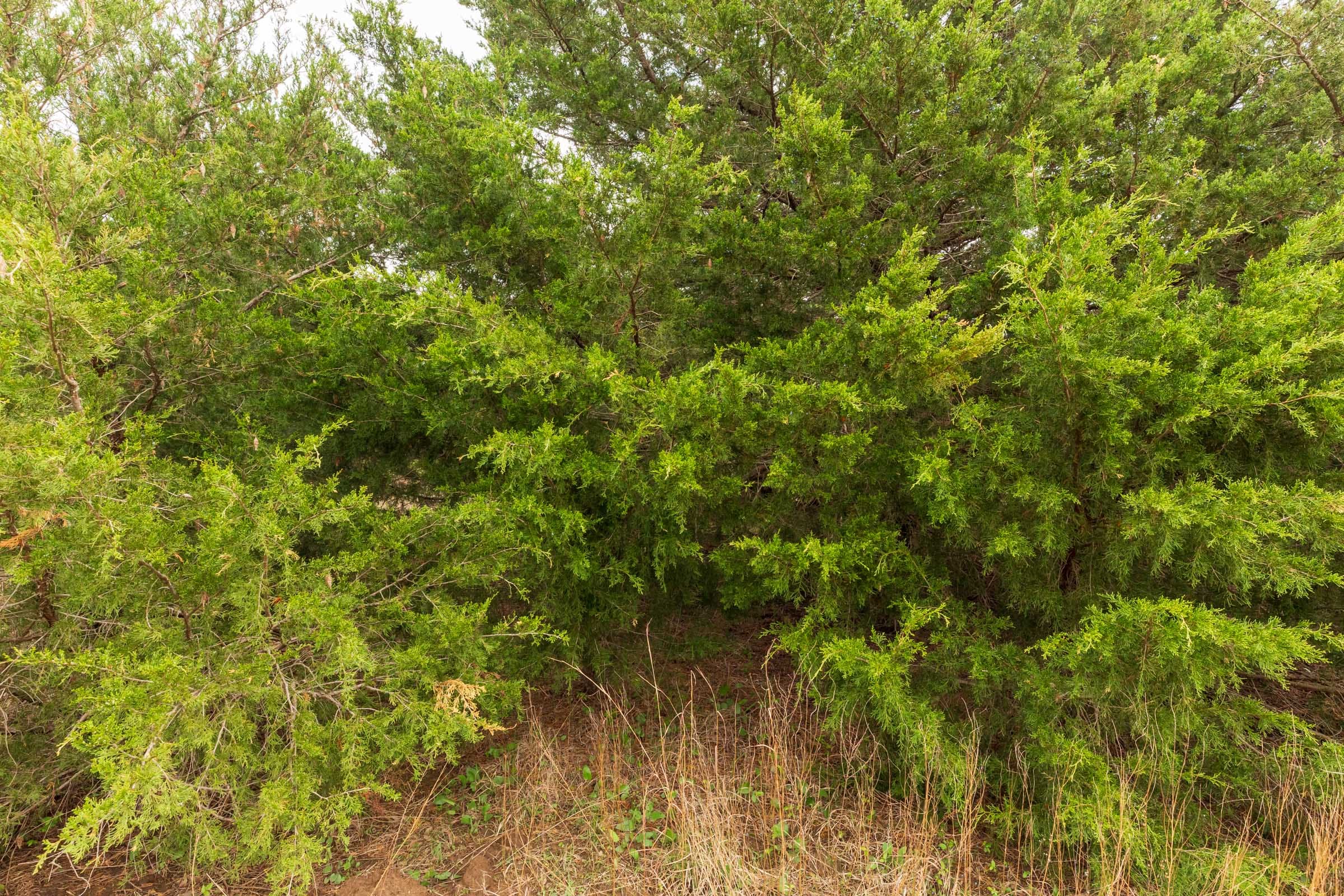 Moonrise Meadows Tract 12 photo 3