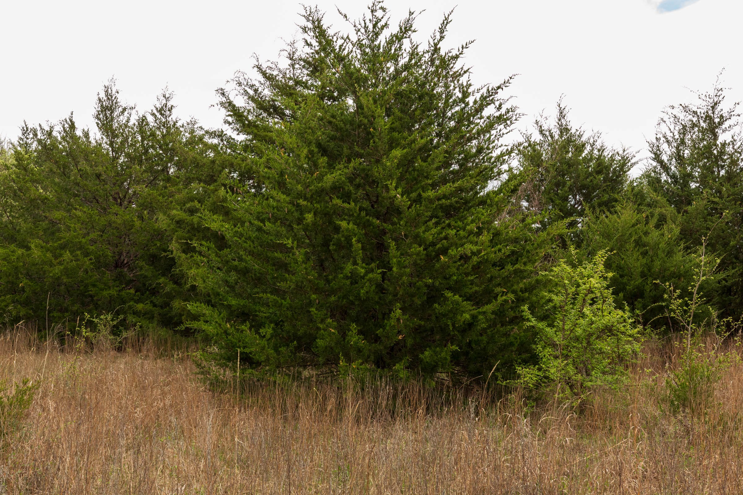 Moonrise Meadows Tract 12 photo 10