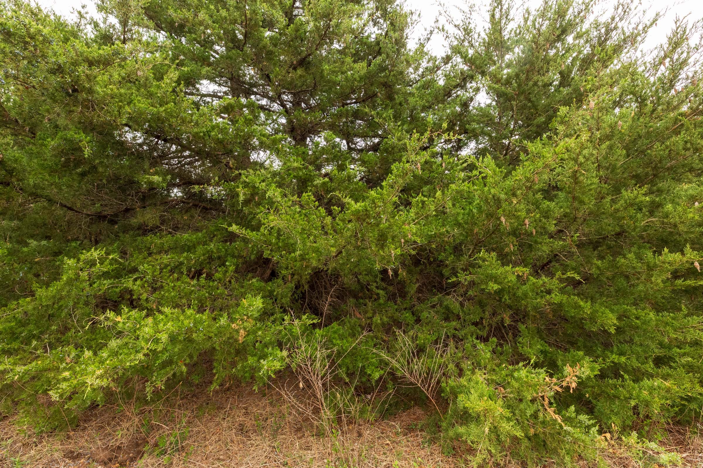 Moonrise Meadows Tract 12 photo 8