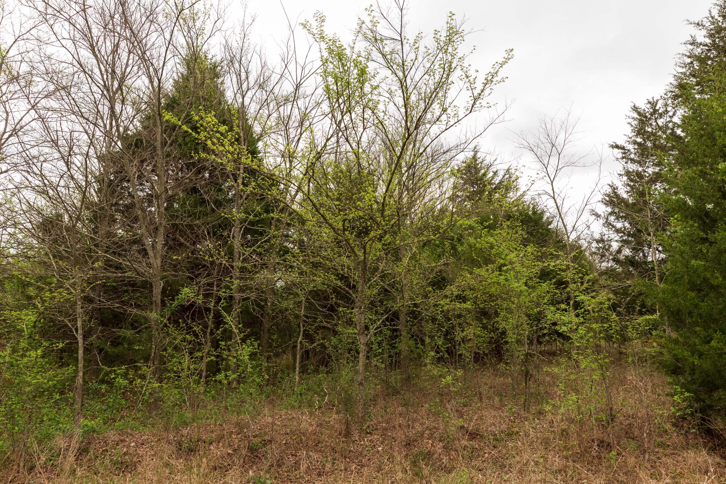 Moonrise Meadows Tract 12 photo 18