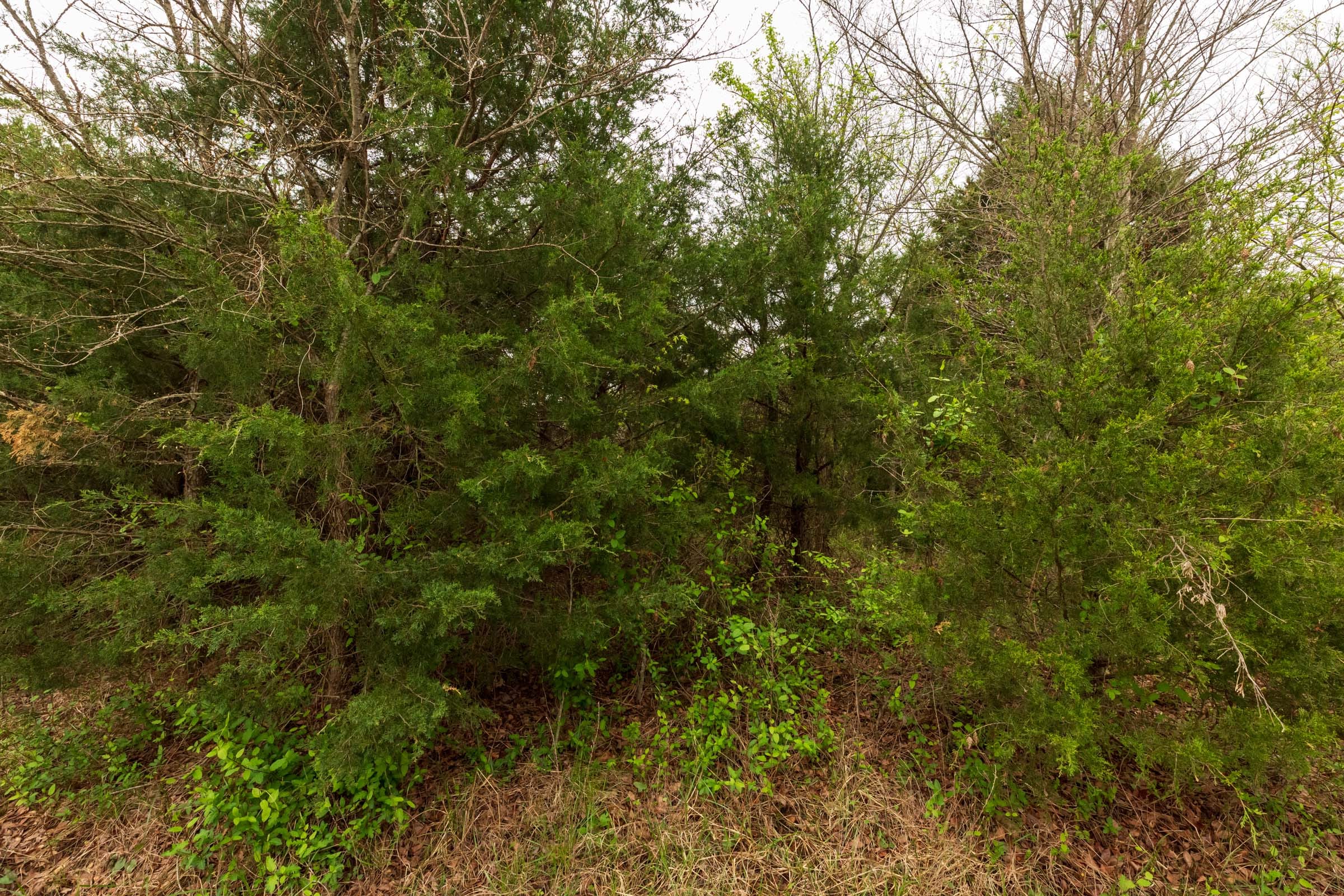 Moonrise Meadows Tract 12 photo 15