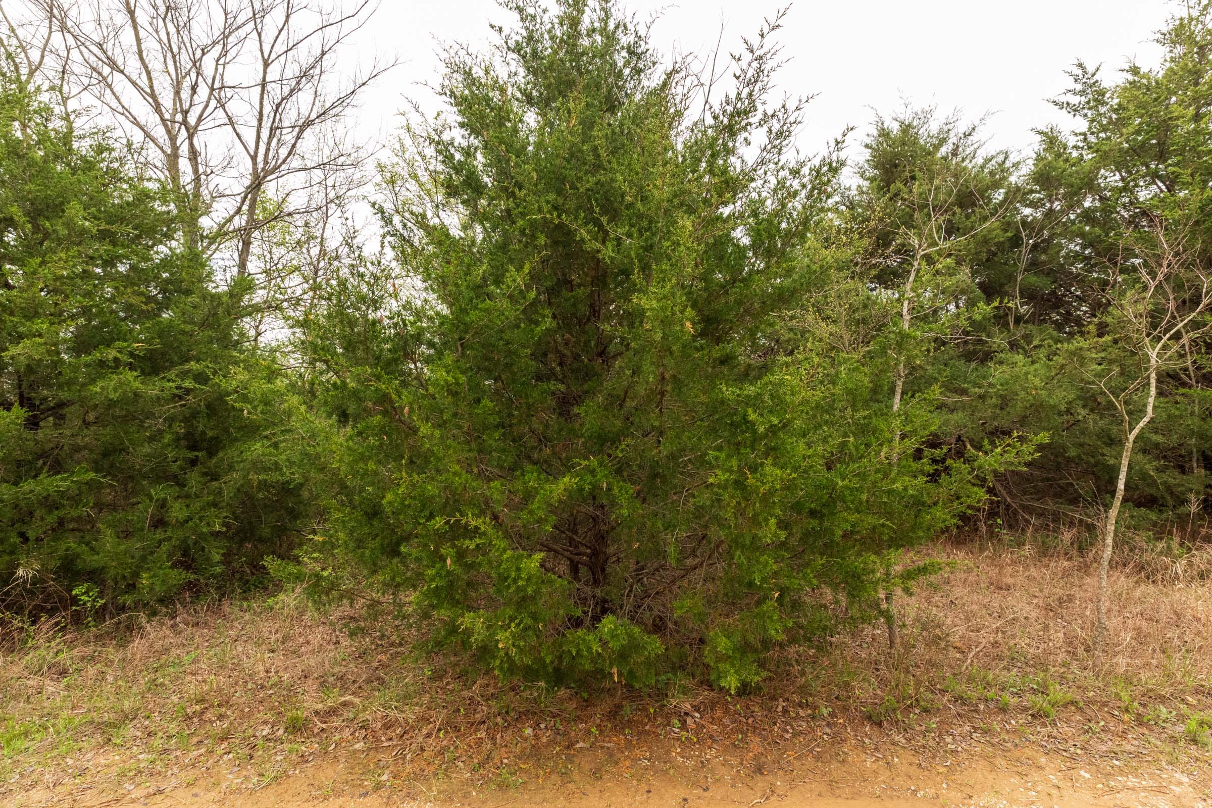 Moonrise Meadows Tract 12 photo 17