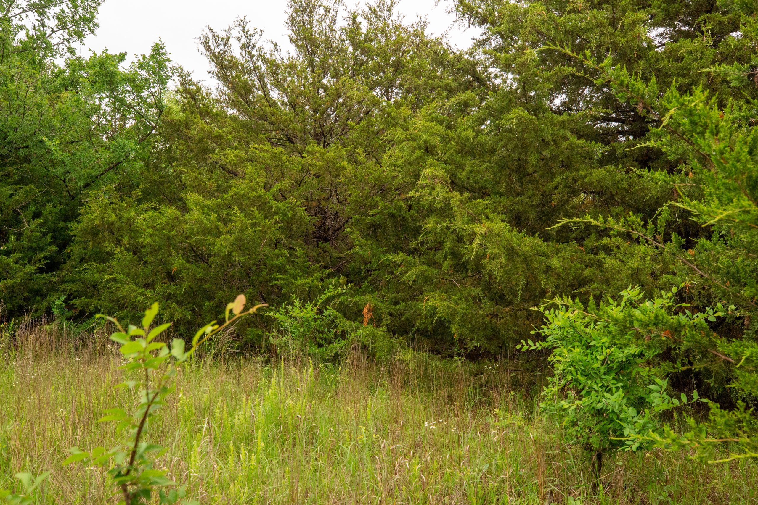 Moonrise Meadows Tract 12 photo 7