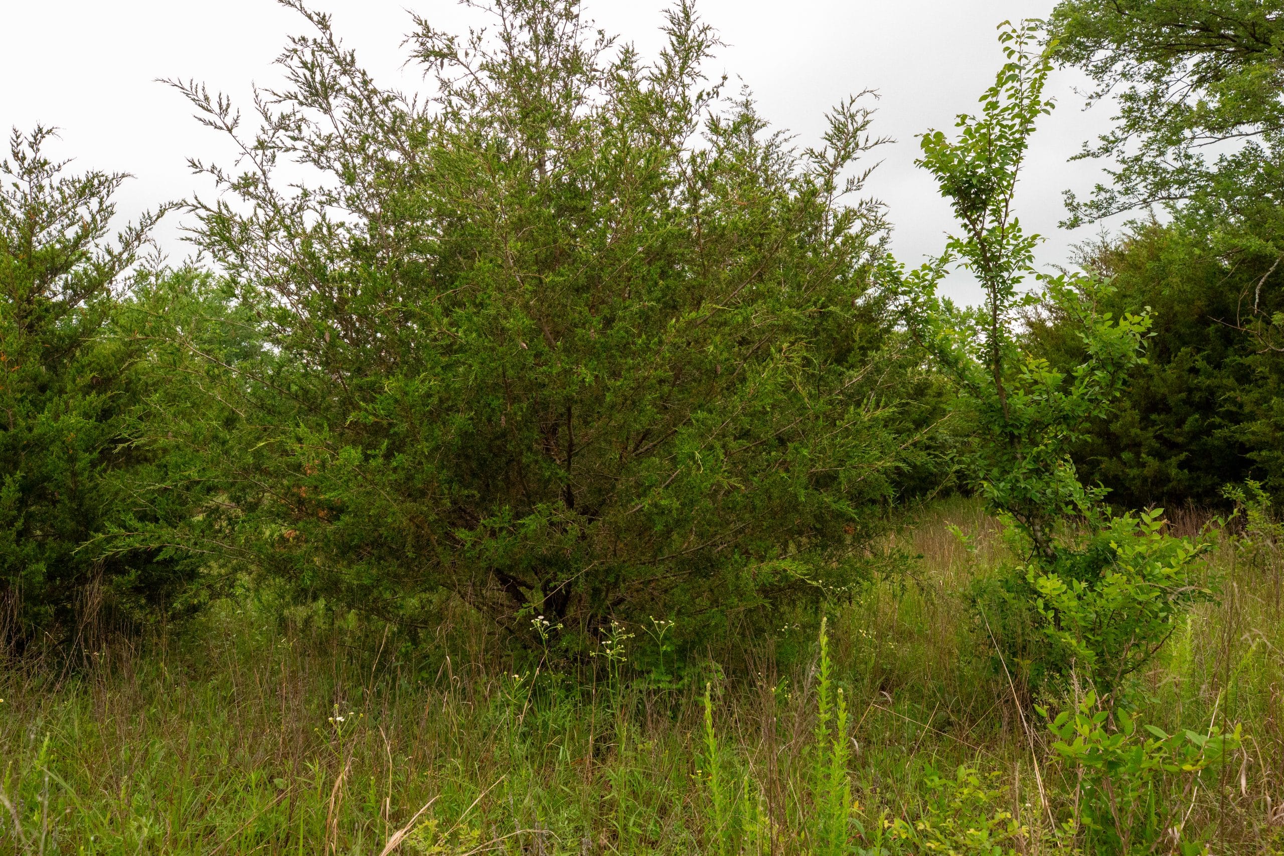 Moonrise Meadows Tract 12 photo 12