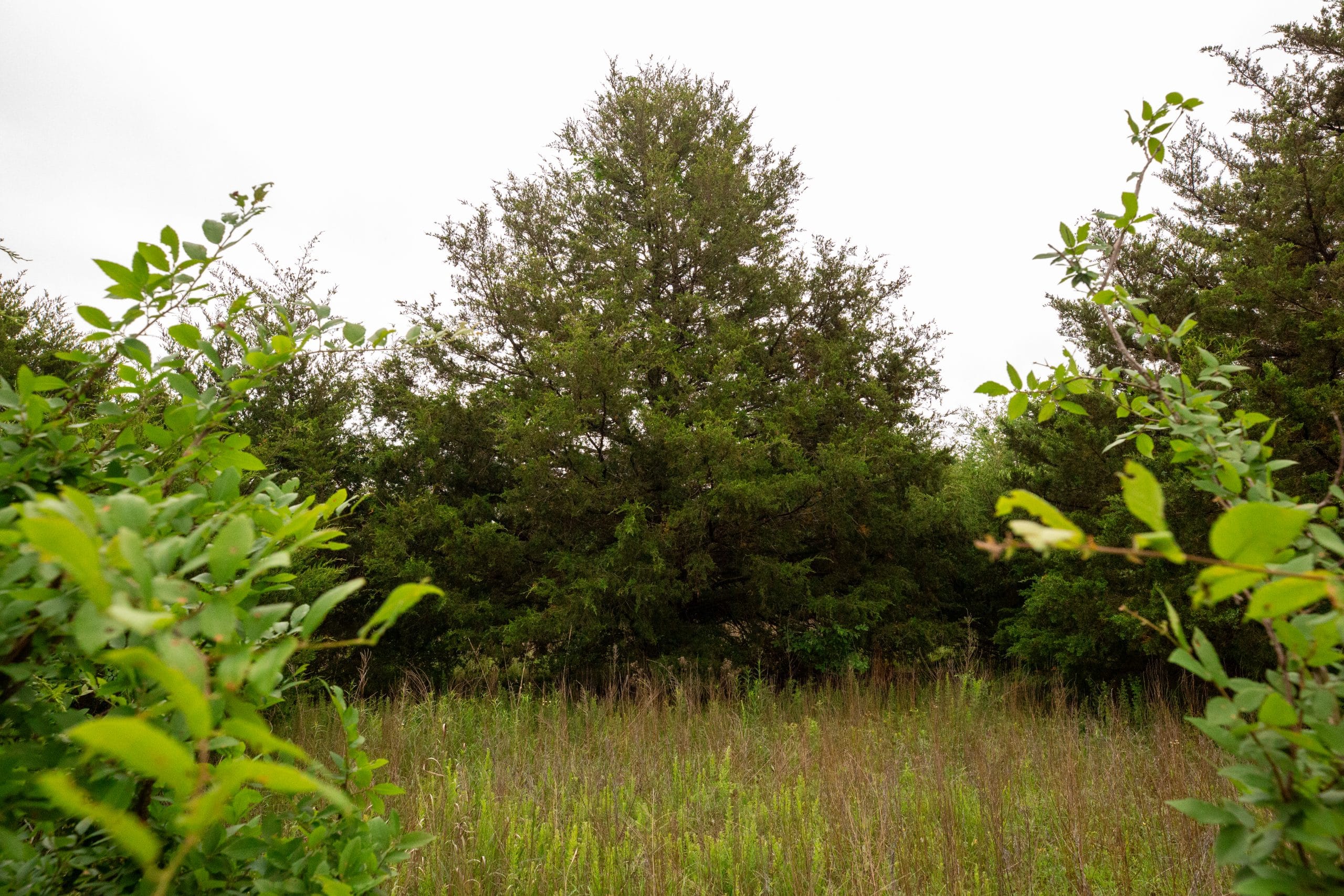 Moonrise Meadows Tract 12 photo 16