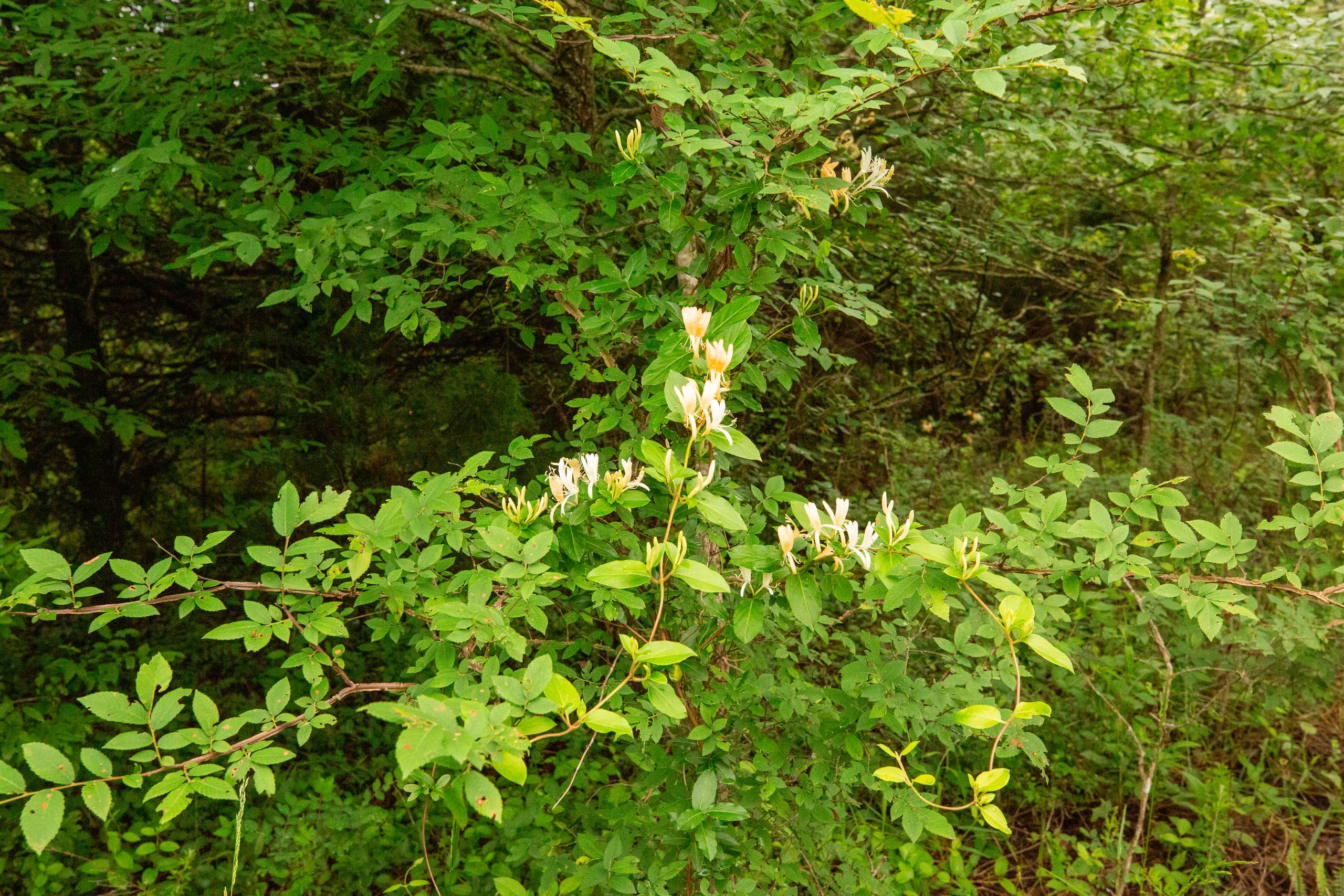 Moonrise Meadows Tract 12 photo 4