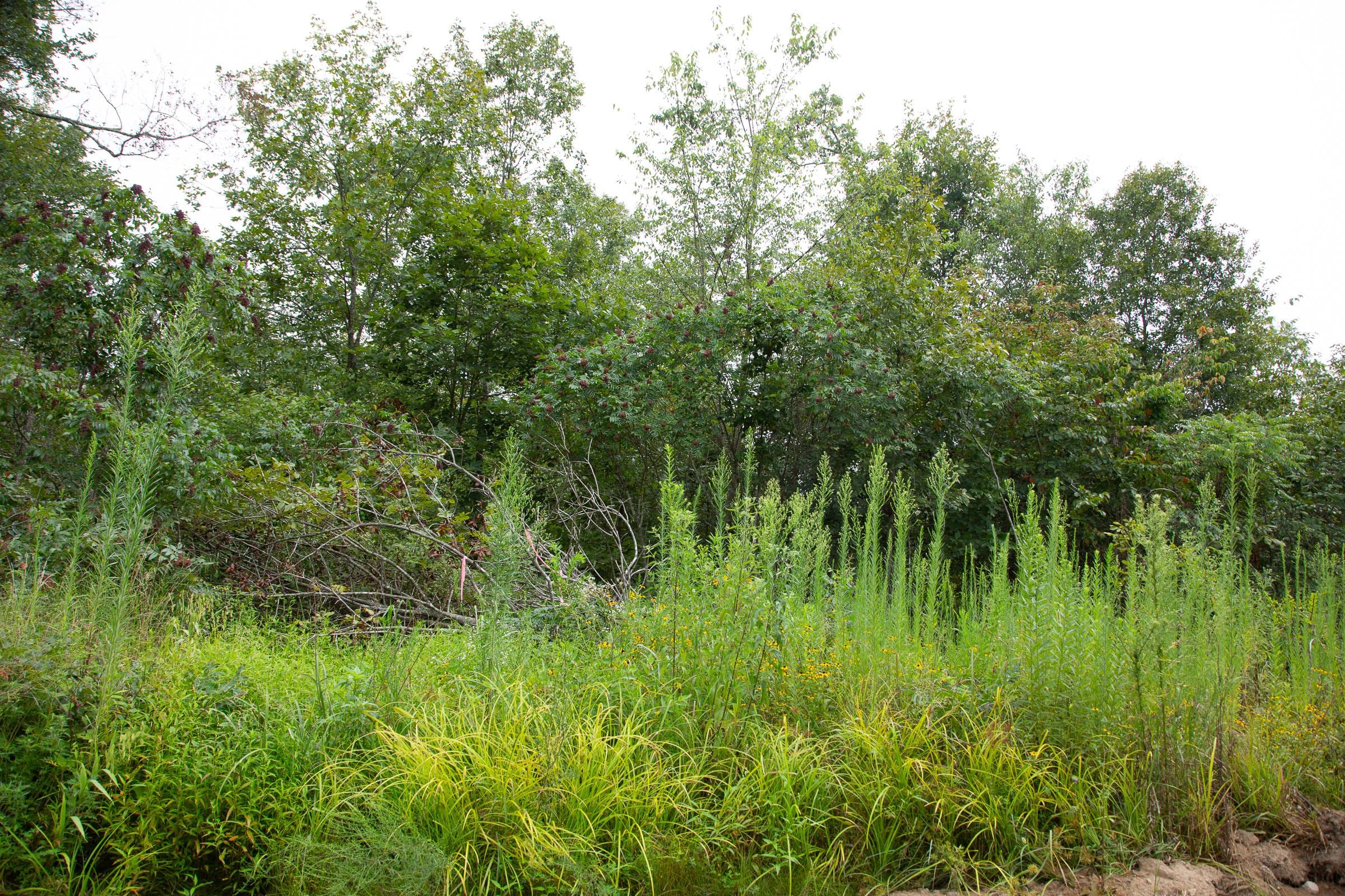 Borgmann’s Hollow Phase II Tract 43 photo 3