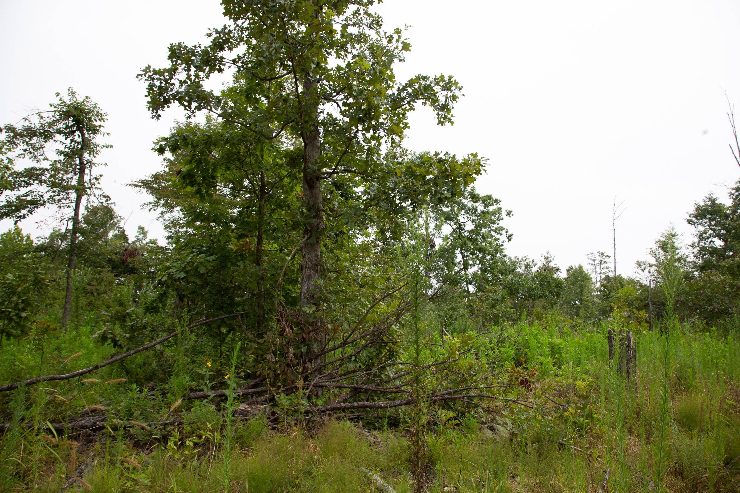 Borgmann’s Hollow Phase II Tract 43 photo 4