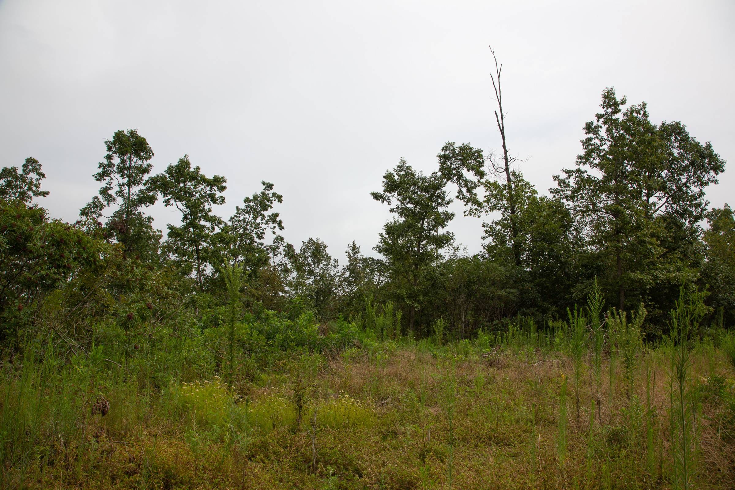 Borgmann’s Hollow Phase II Tract 43 photo 6