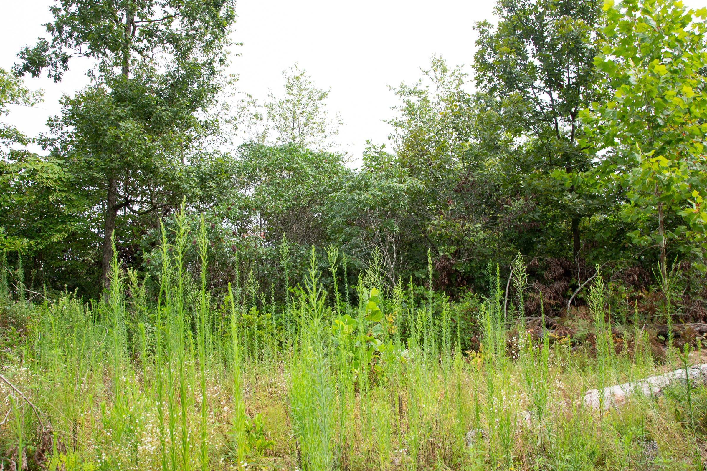Borgmann’s Hollow Phase II Tract 43 photo 7