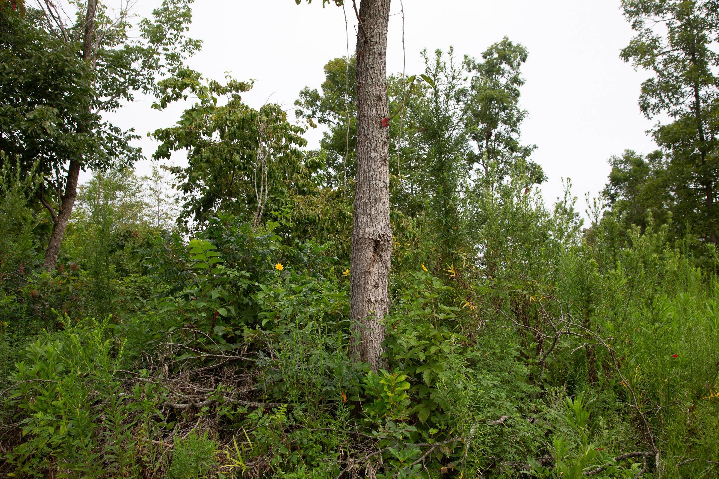 Borgmann’s Hollow Phase II Tract 43 photo 8