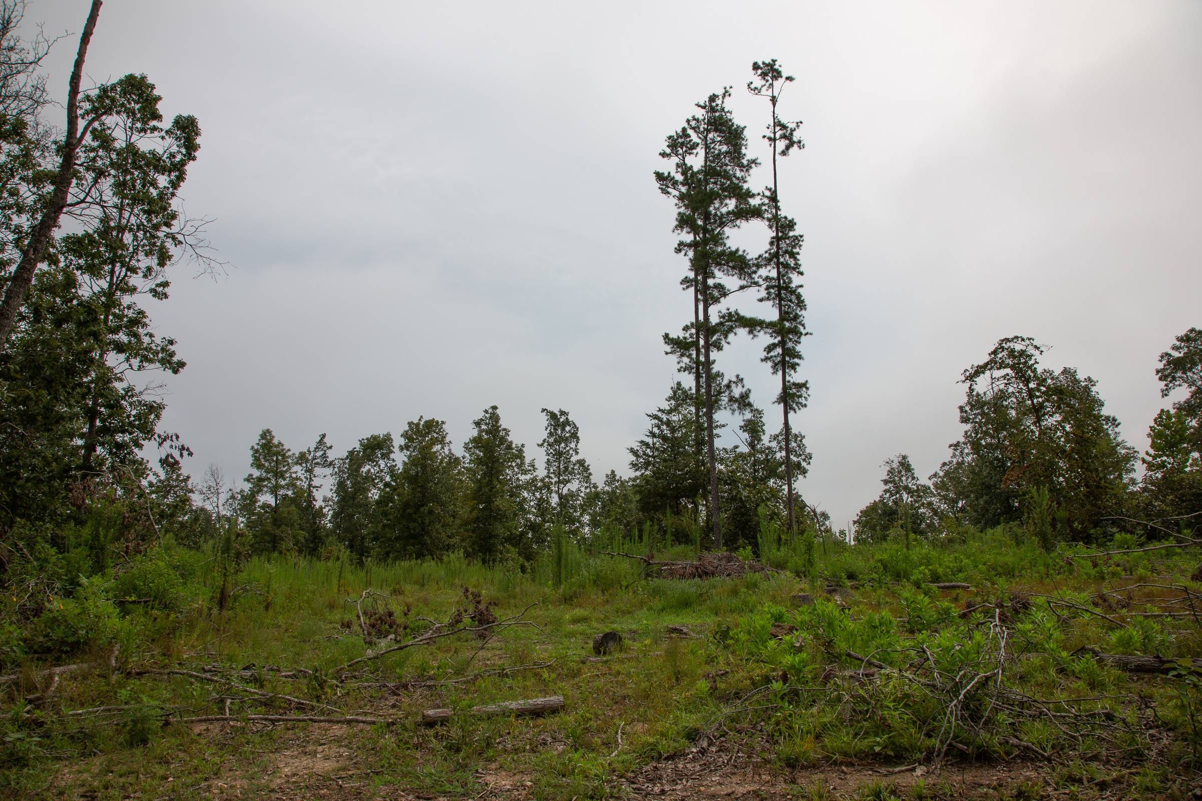 Borgmann’s Hollow Phase II Tract 43 photo 10