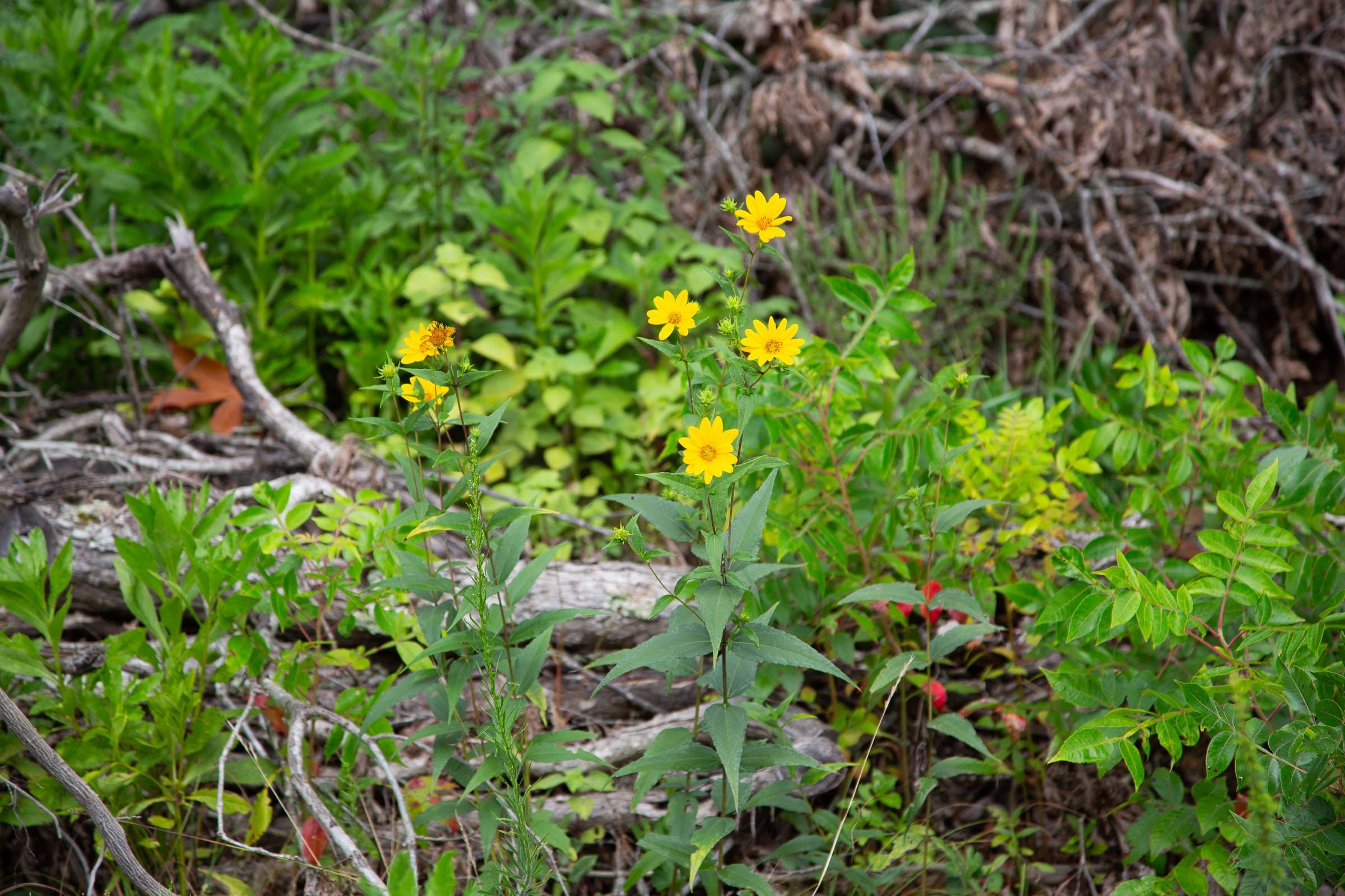 Borgmann’s Hollow Phase II Tract 43 photo 11