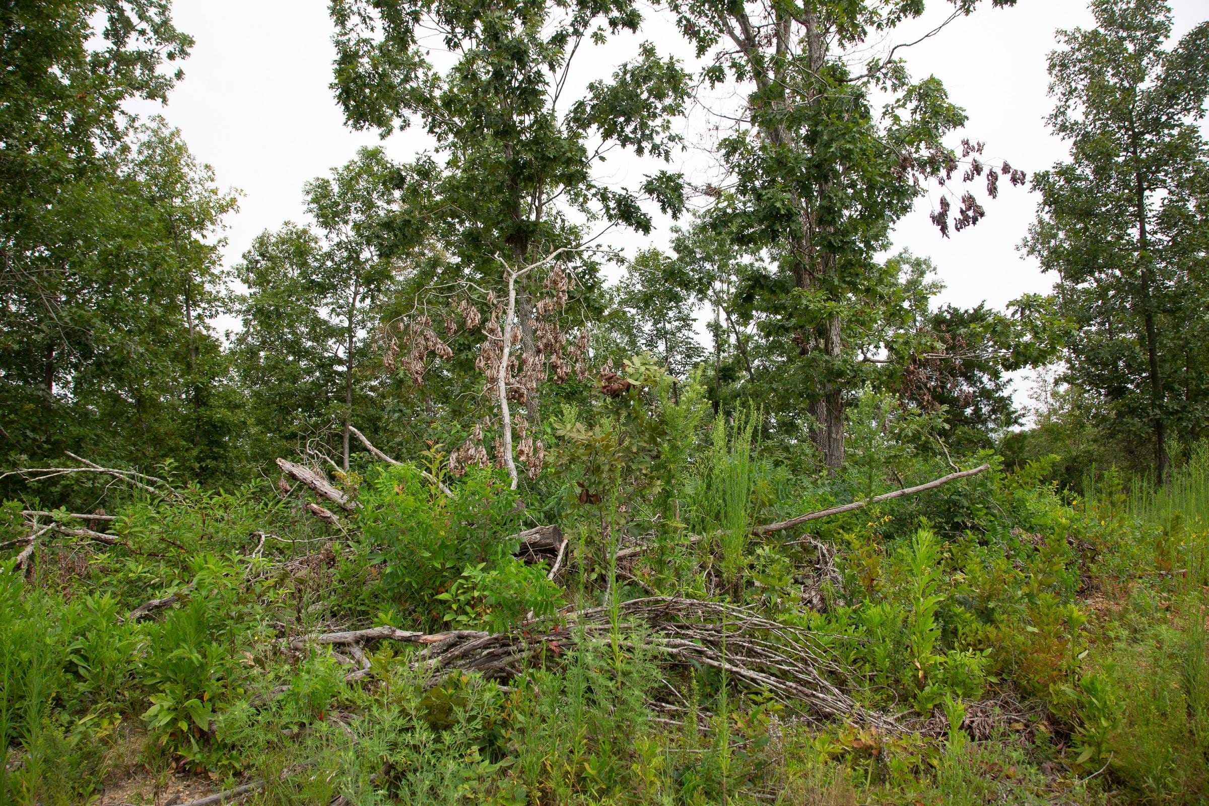 Borgmann’s Hollow Phase II Tract 43 photo 12