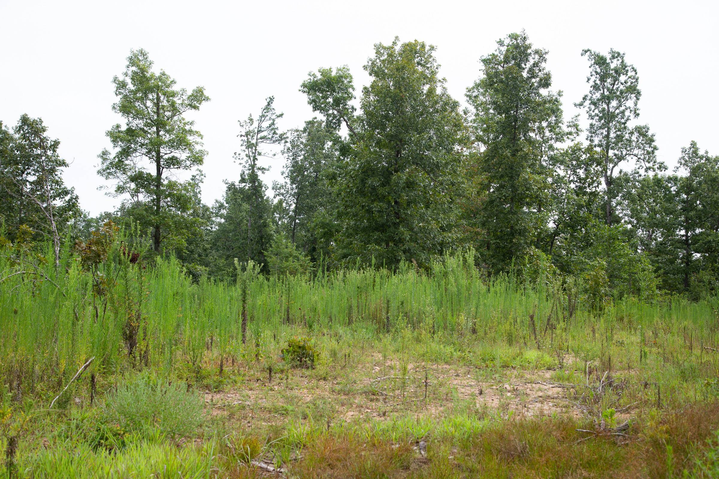 Borgmann’s Hollow Phase II Tract 43 photo 13
