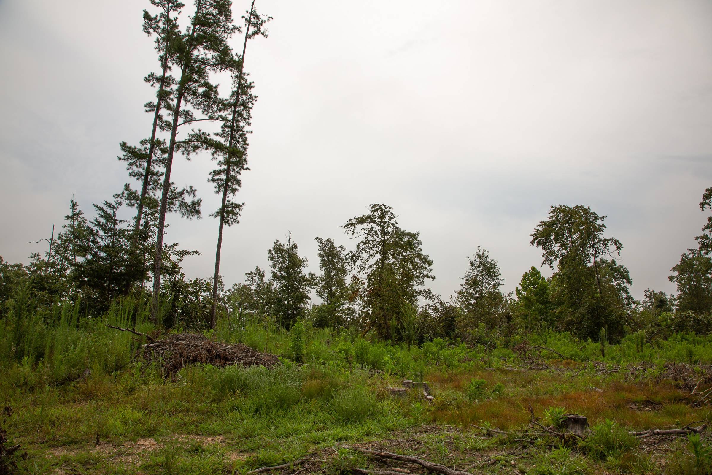 Borgmann’s Hollow Phase II Tract 43 photo 14