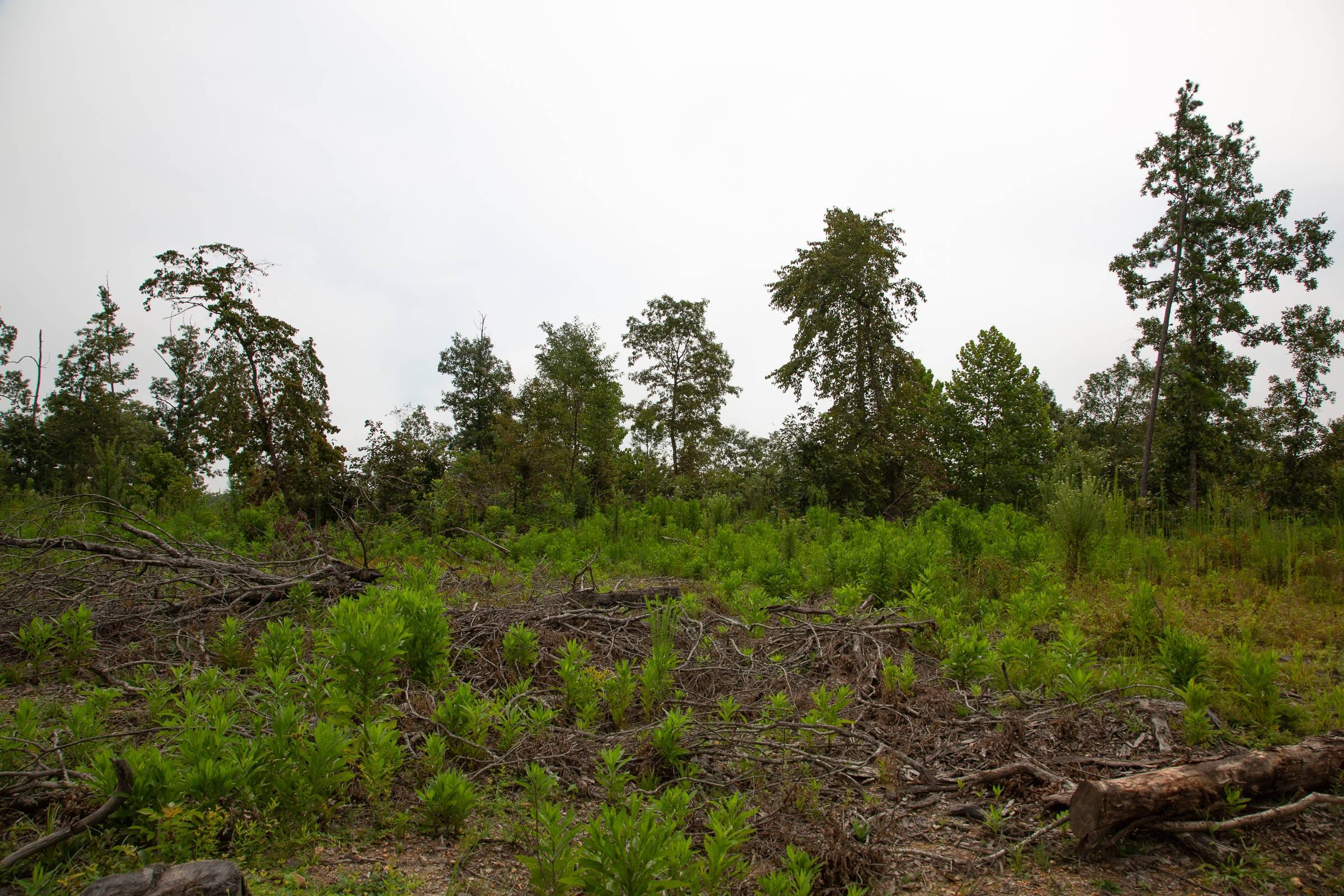 Borgmann’s Hollow Phase II Tract 43 photo 15