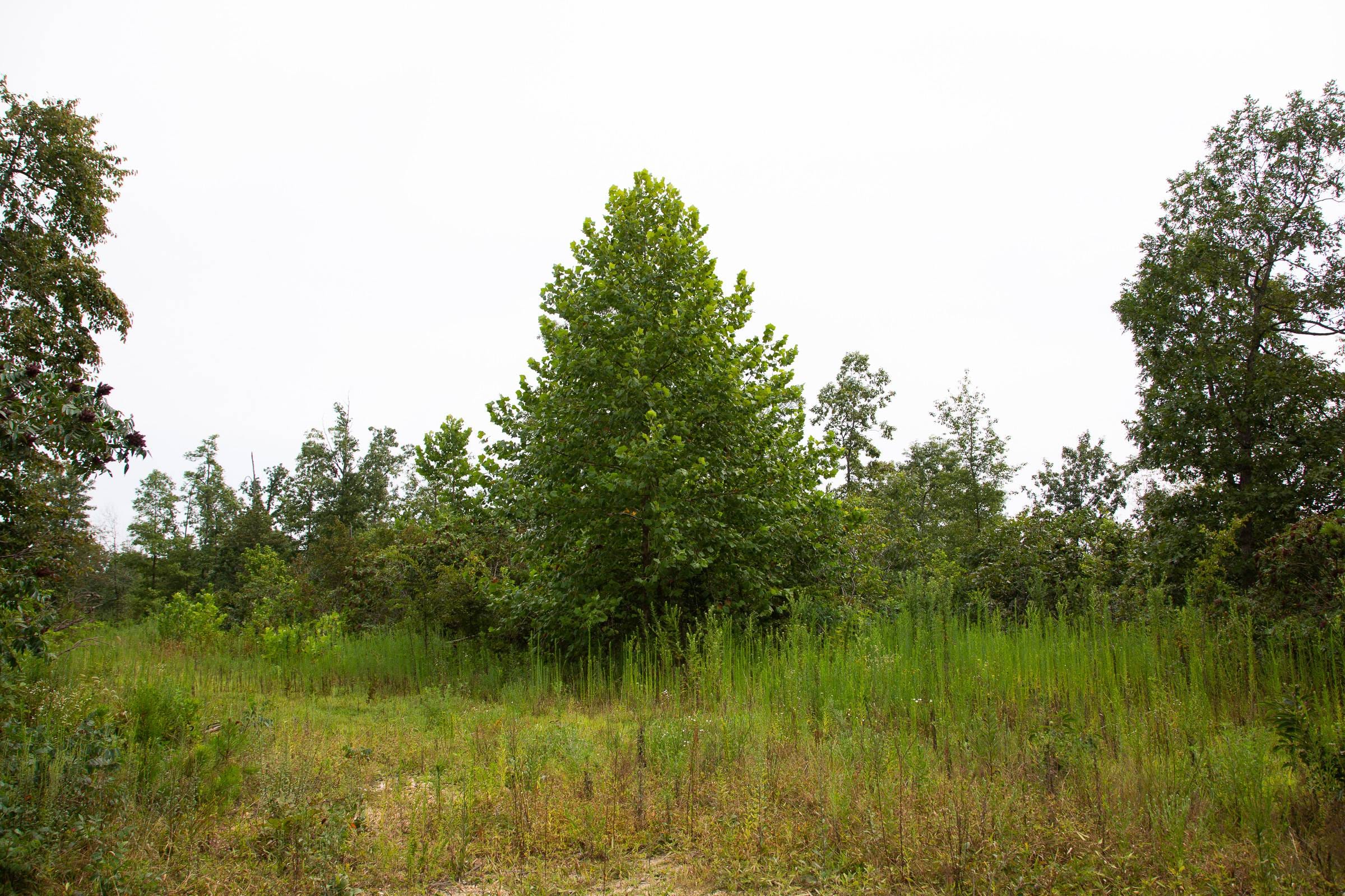 Borgmann’s Hollow Phase II Tract 43 photo 16