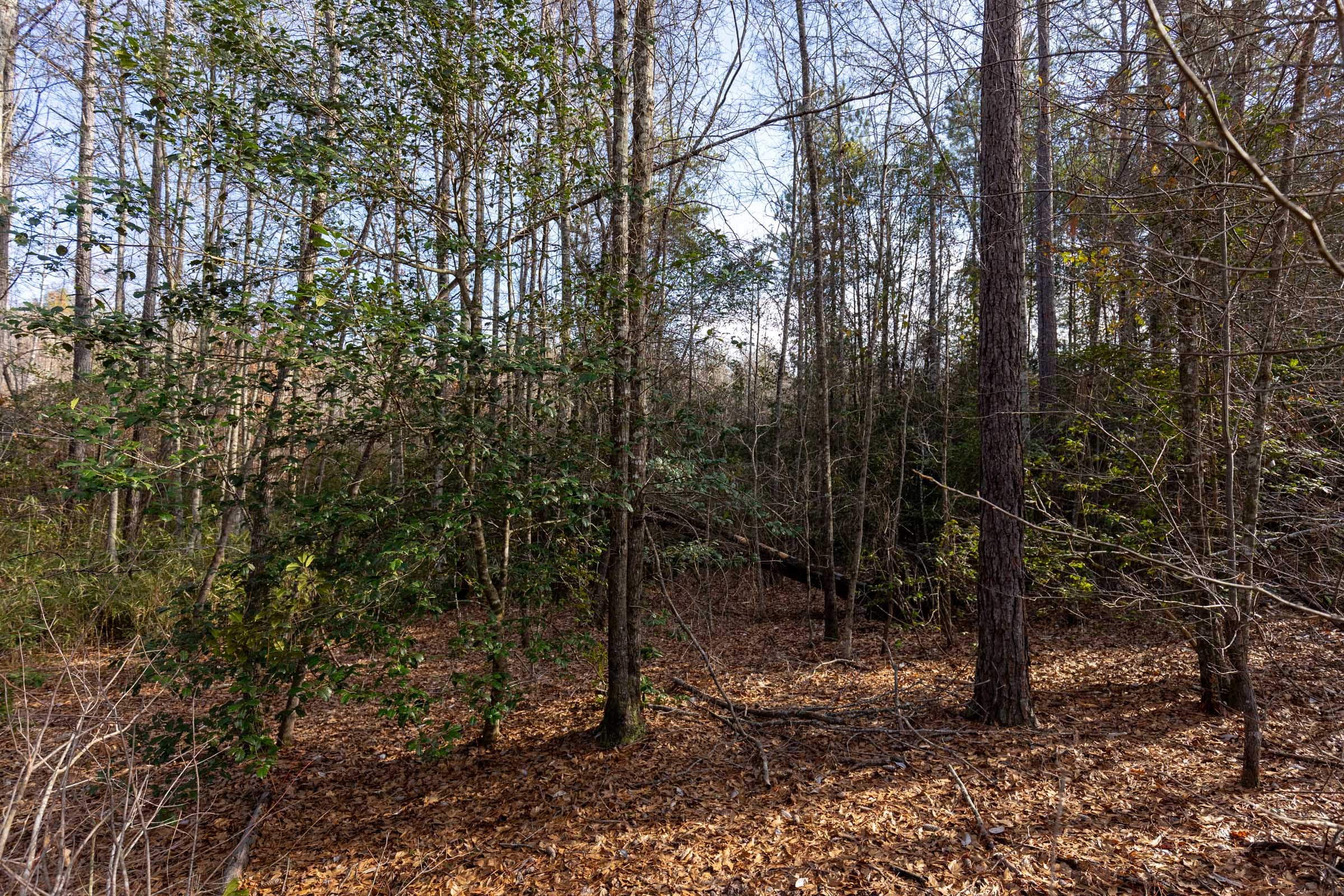 Baker Creek Tract 11 photo 10