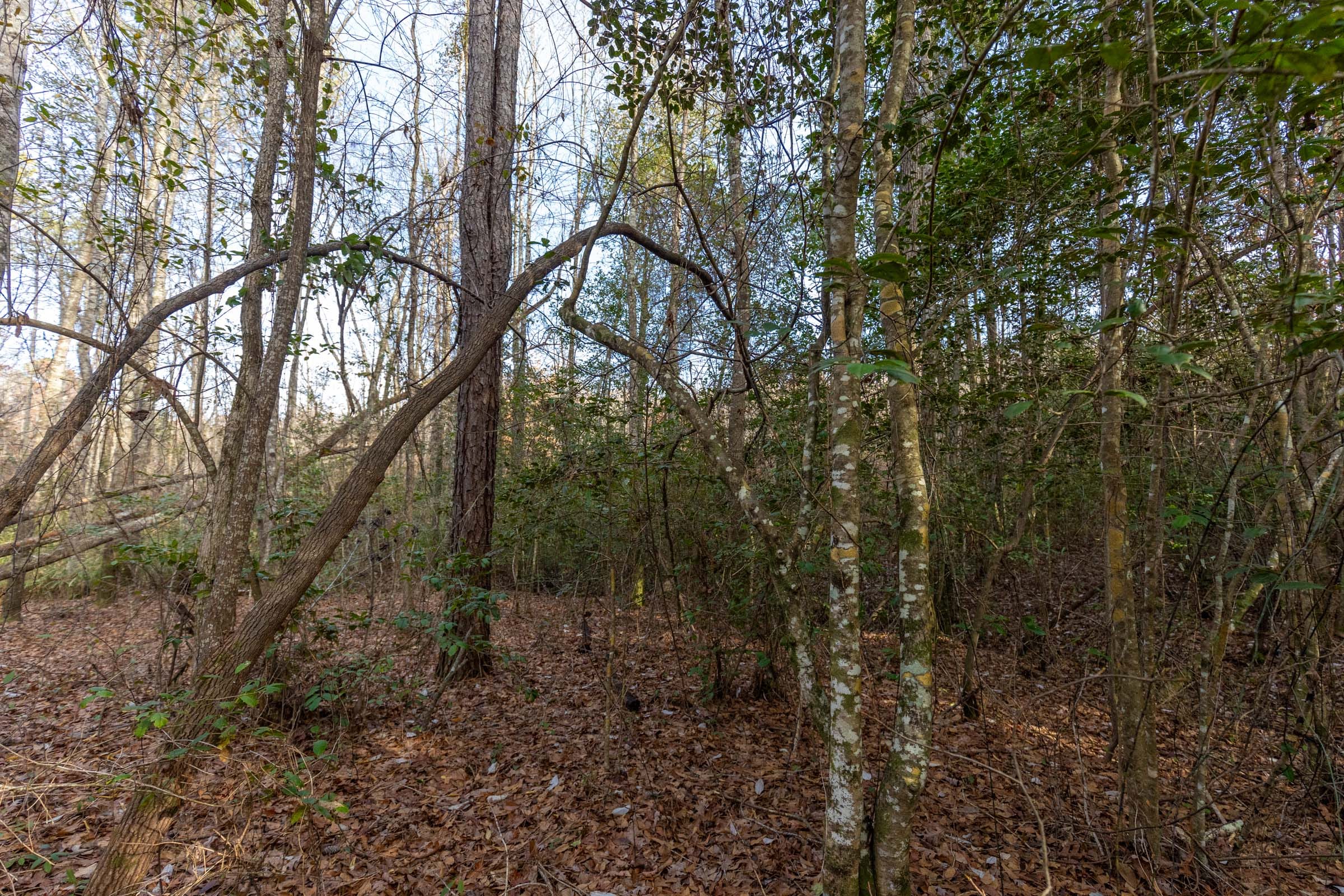 Baker Creek Tract 11 photo 3