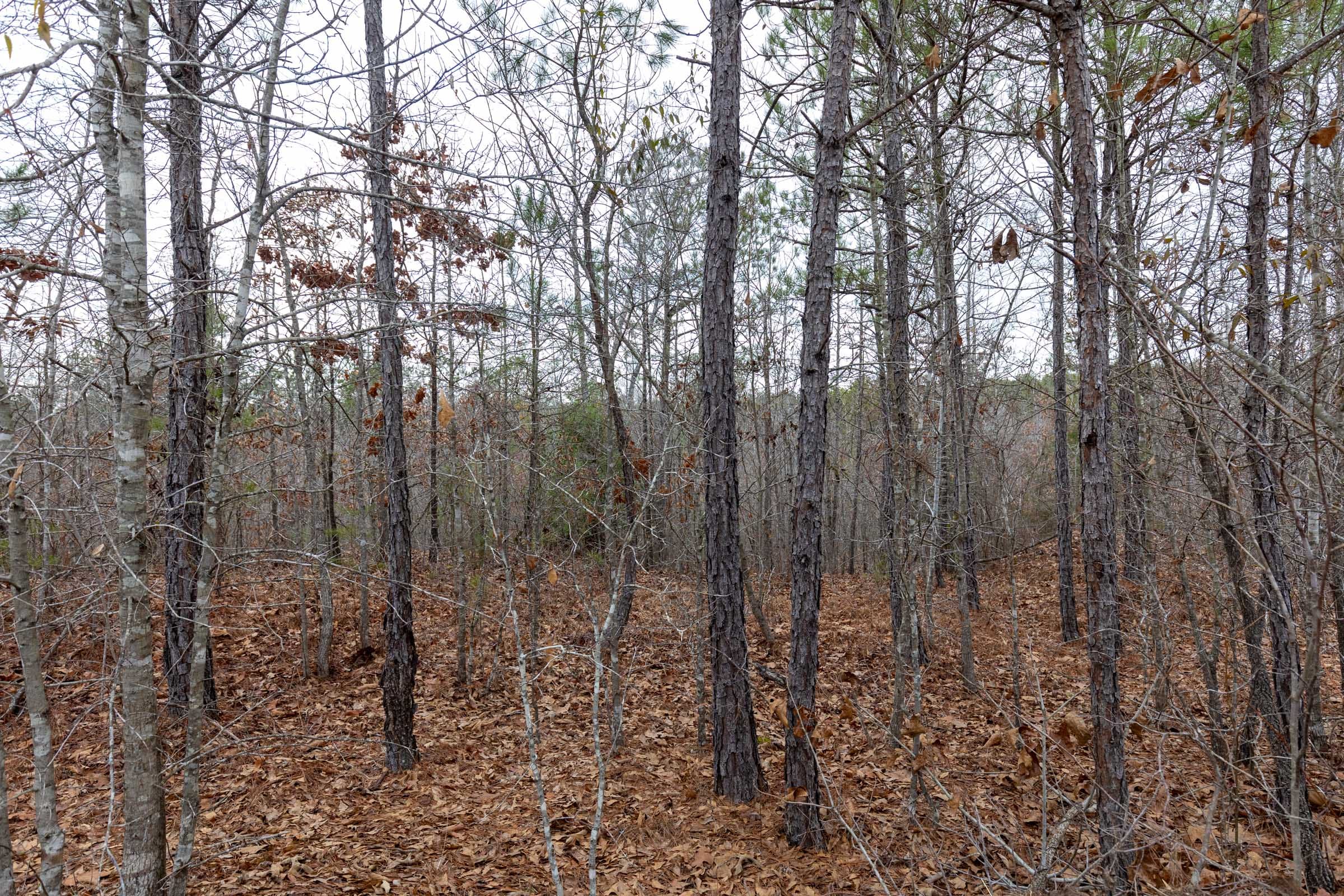 Baker Creek Tract 11 photo 9