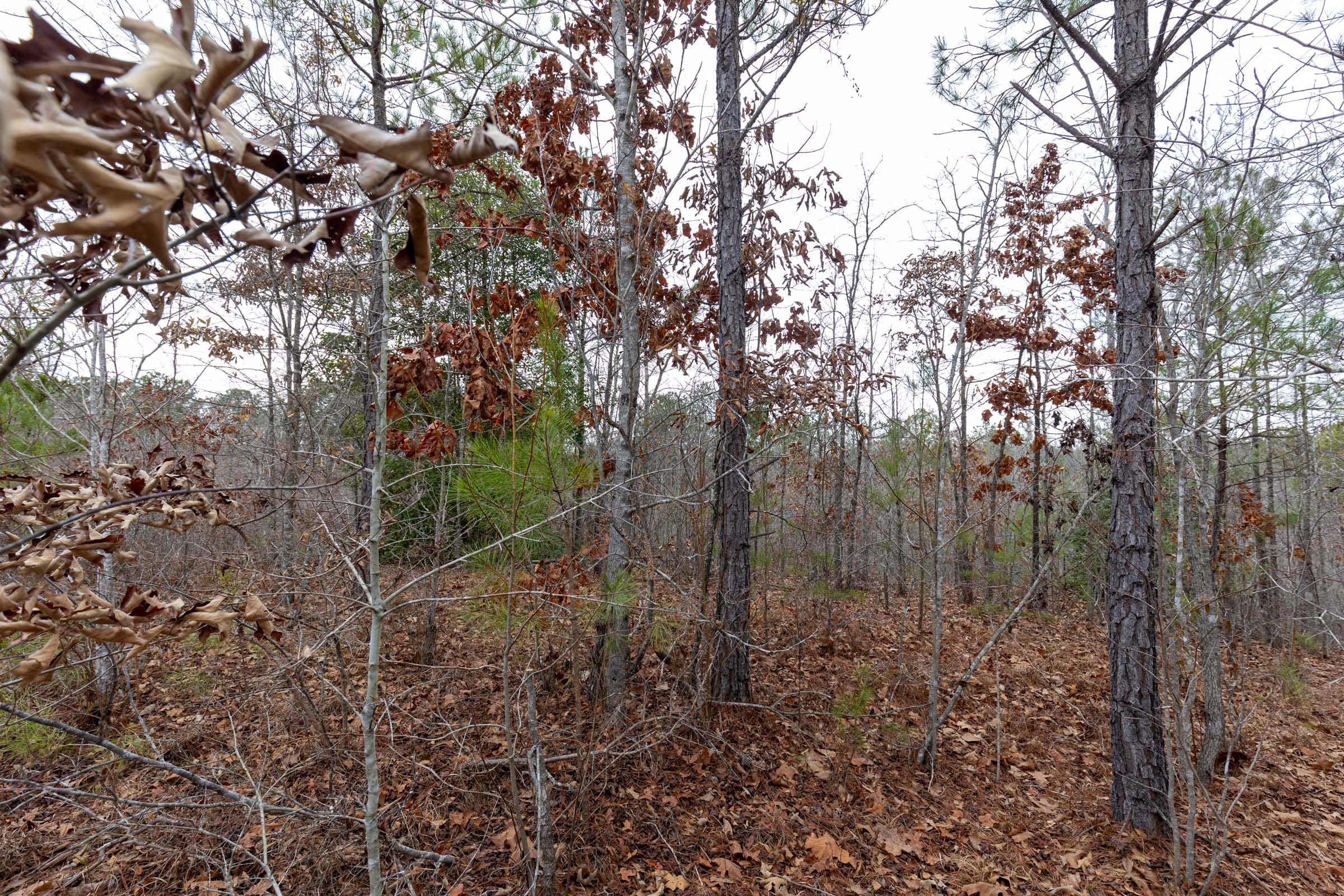 Baker Creek Tract 11 photo 5