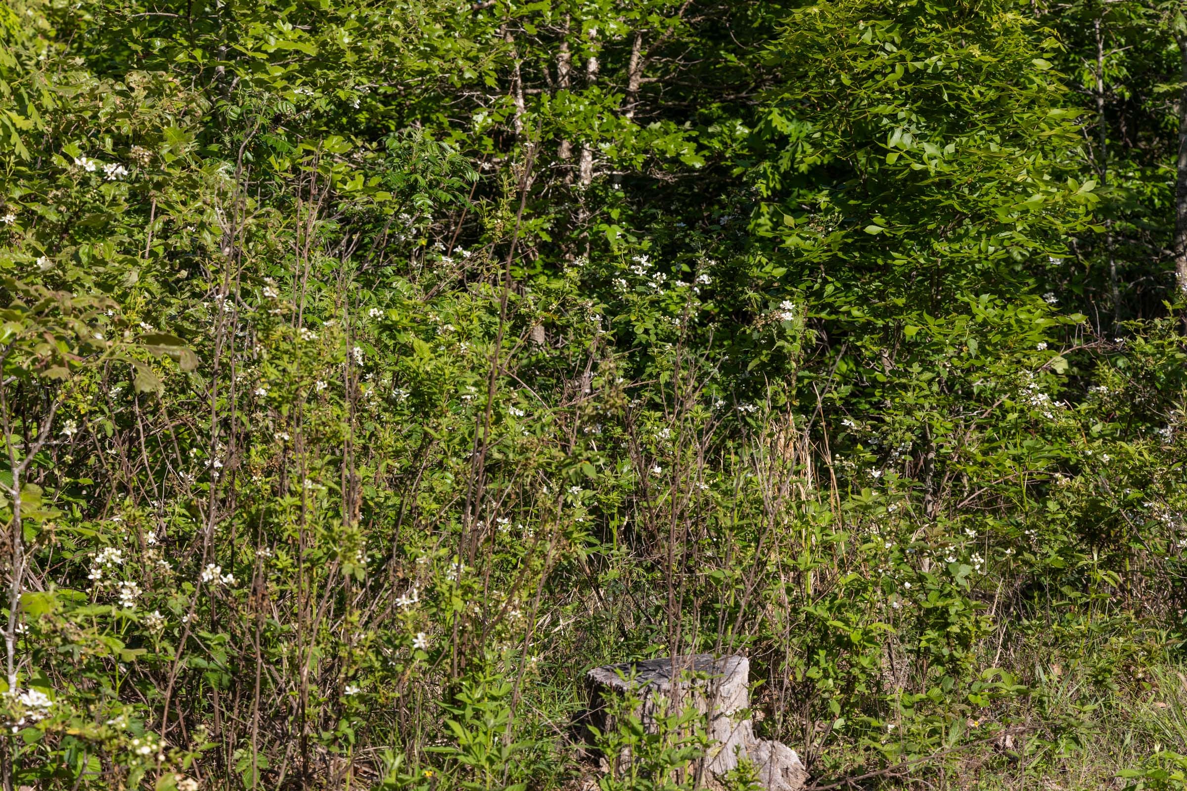 Sleepy Hollow Phase II Tract 60 photo 3