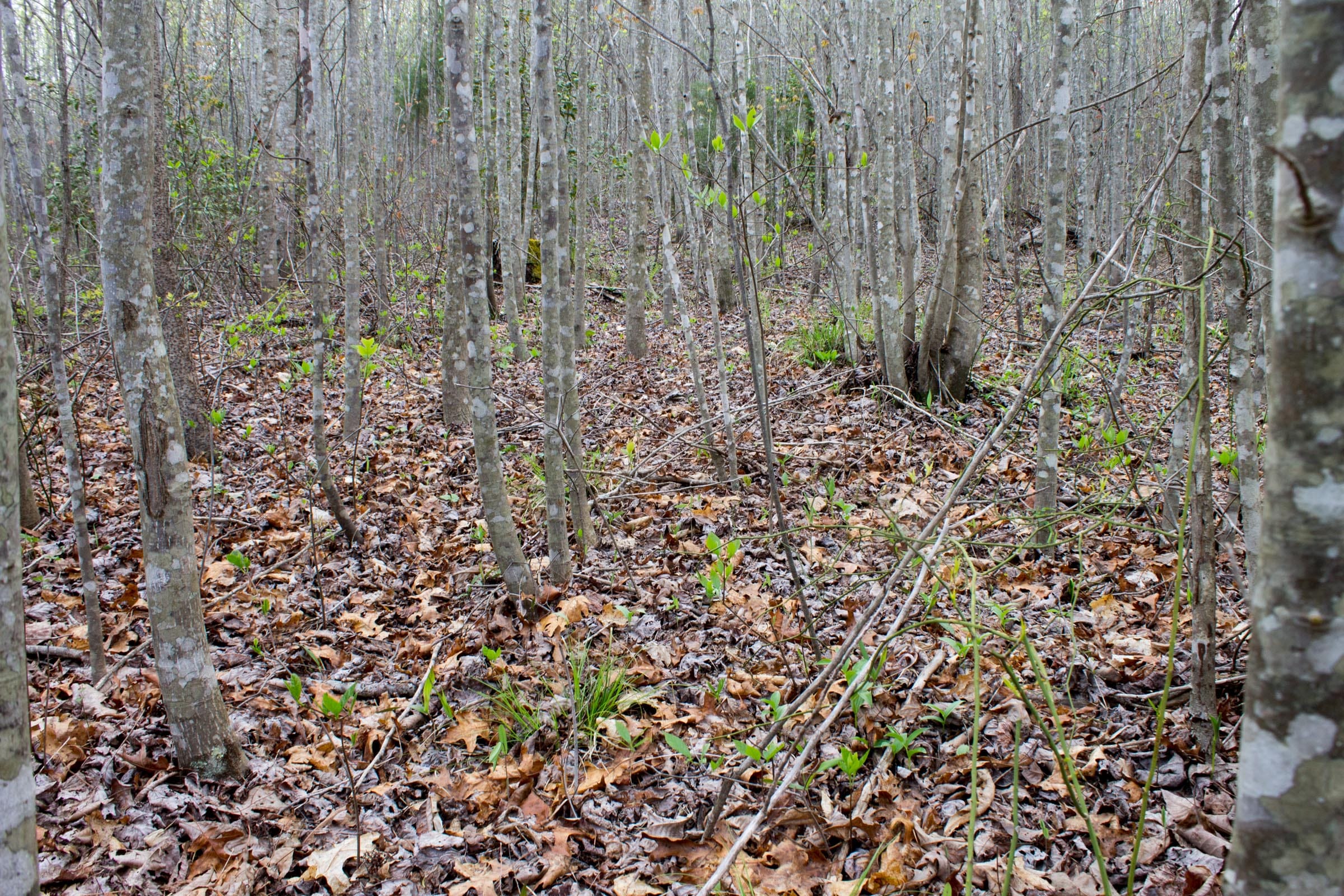Hidden Hills Tract 51 photo 3